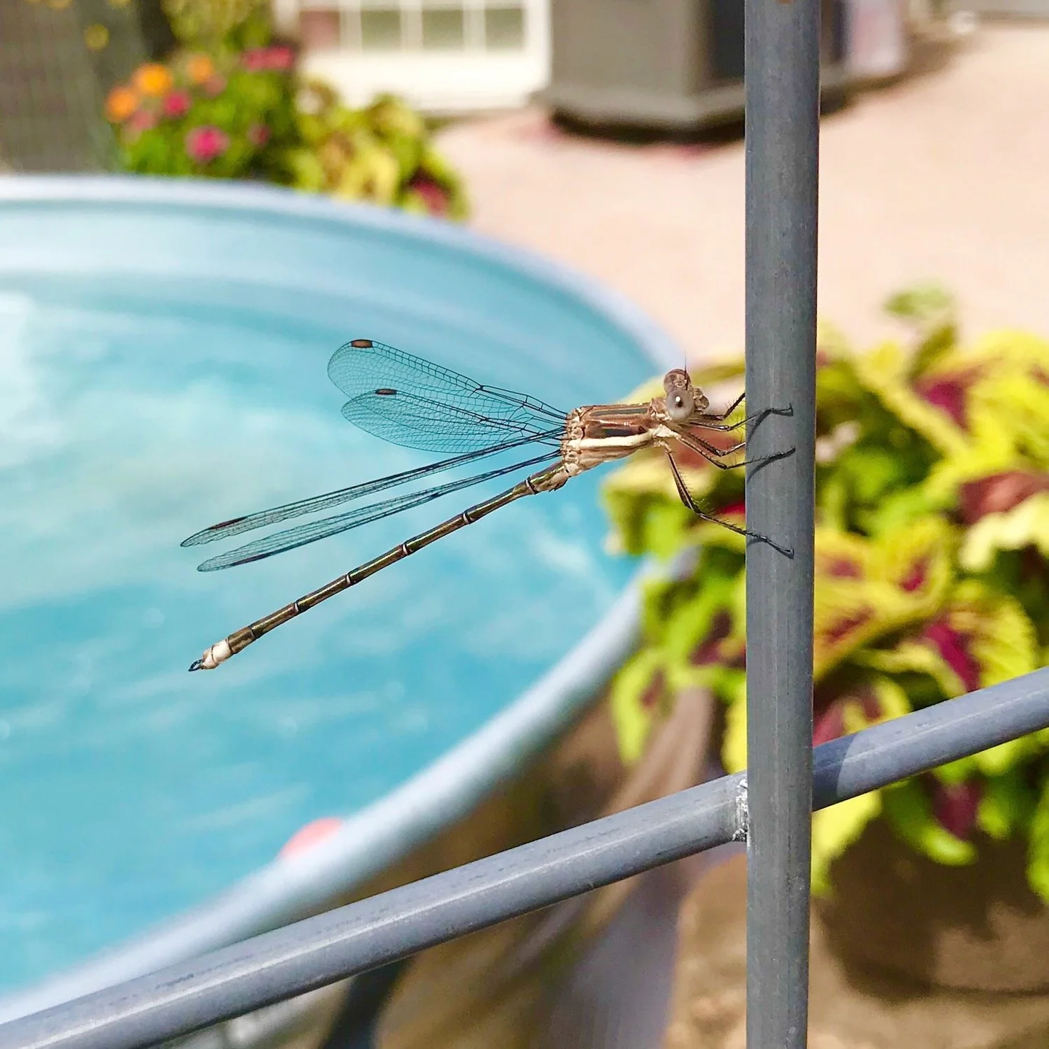 dragonfly.jpeg