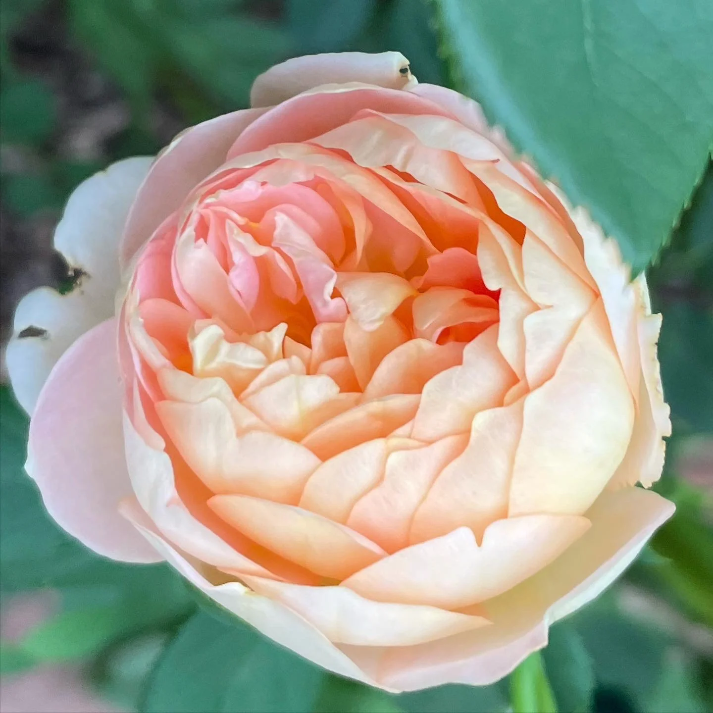 How to Choose the Right Roses — Mid Modern Mama