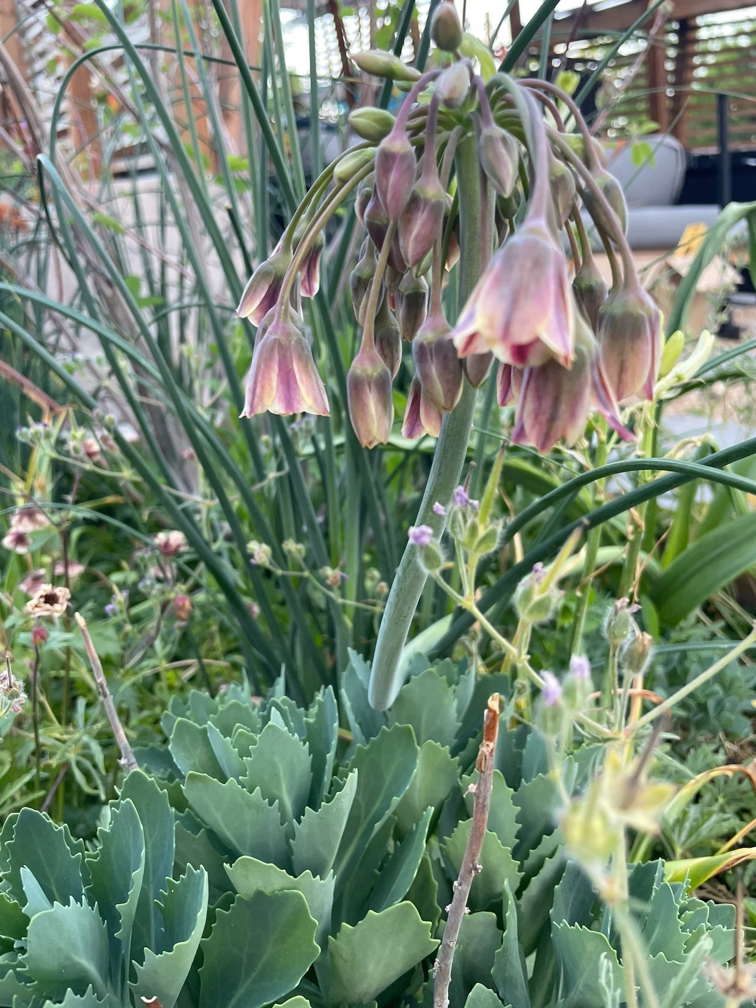 Hylotelephium planted with Allium siculum bulgaricum