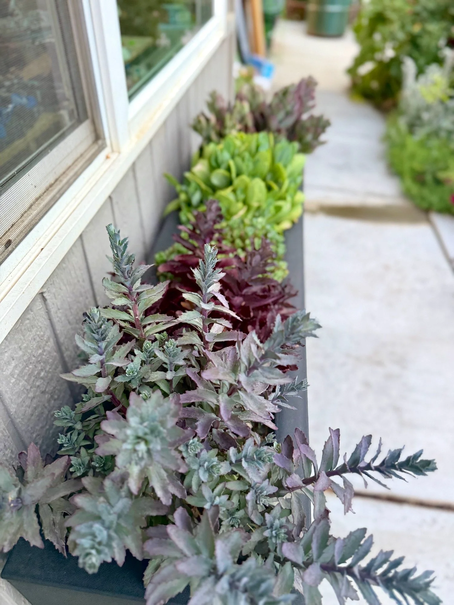 An assortment of Succulents