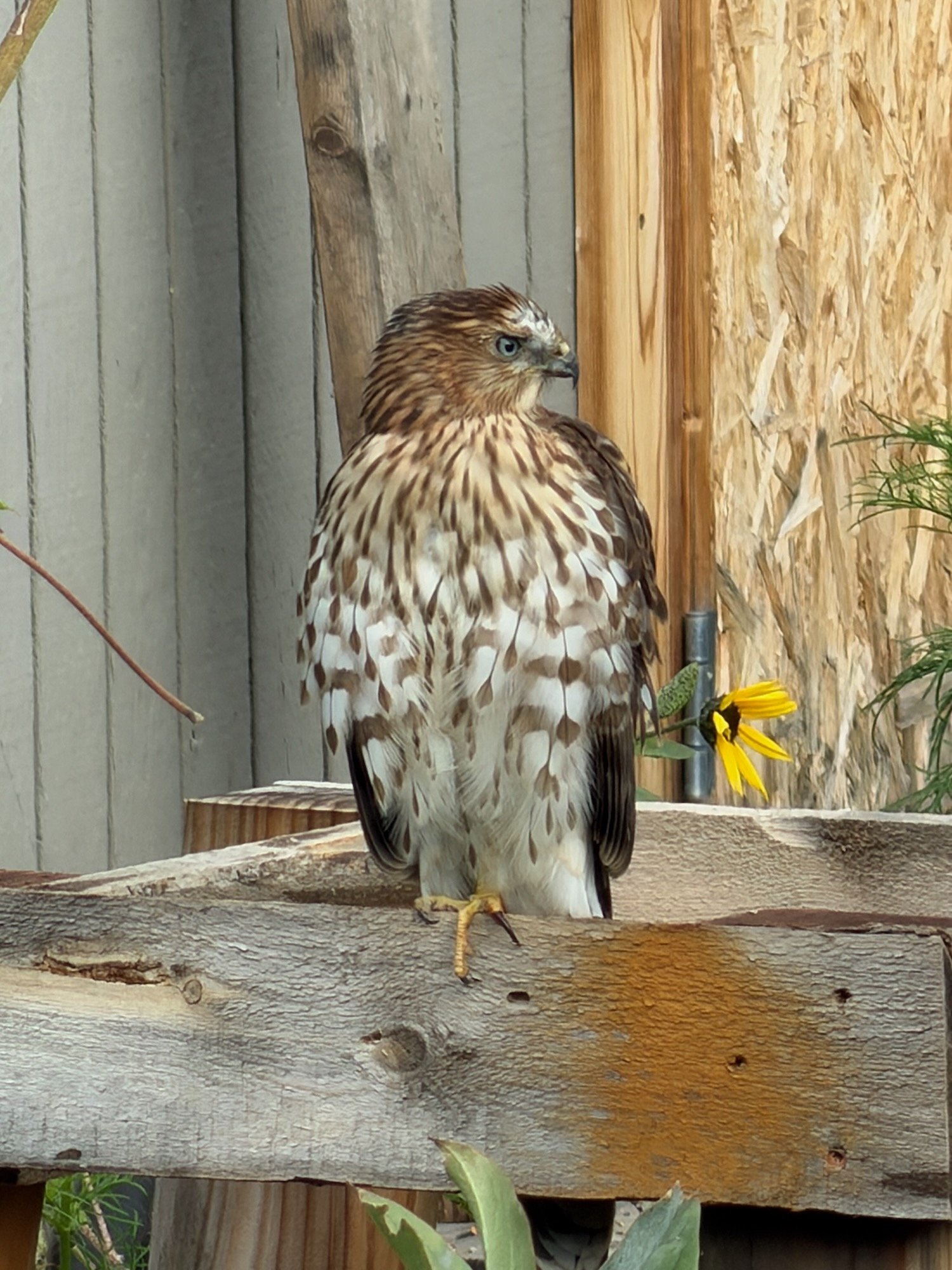 hawk 3.jpeg