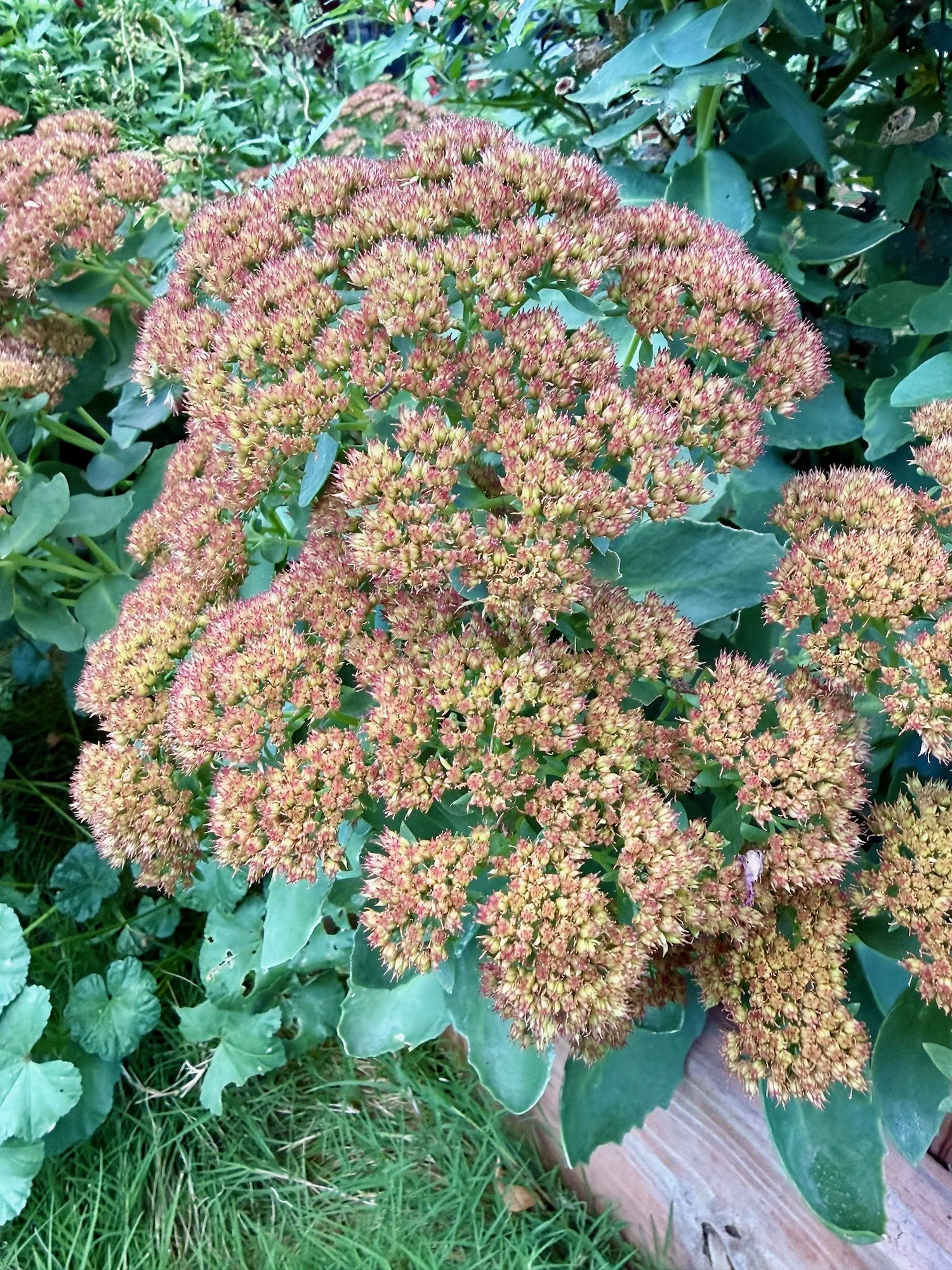 Late Summer