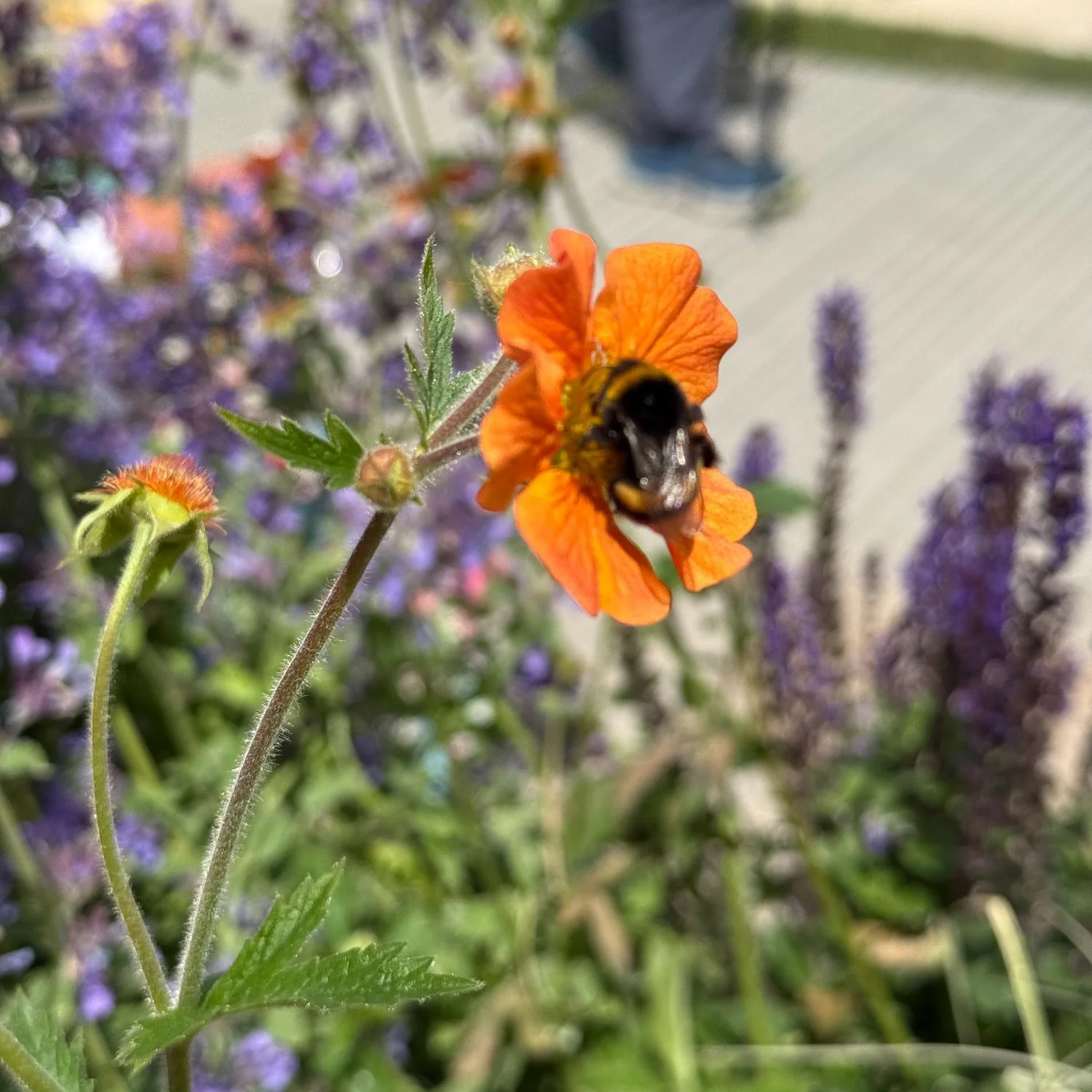 Gardening 101 Answers To Common Questions Essential Tips For New