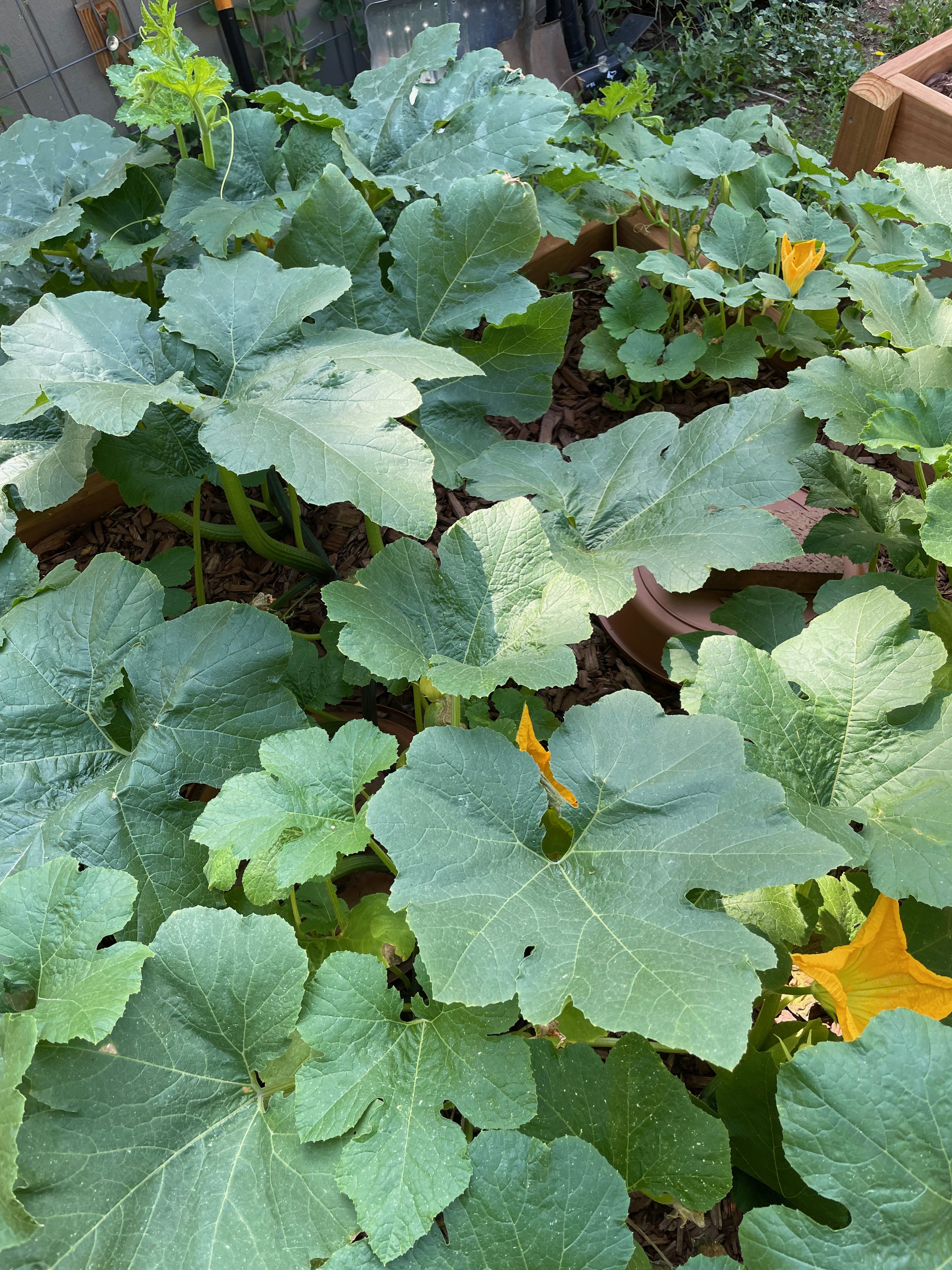 This is one of the reasons I believe my garden was productive during last  summers heat wave. DIY Oyas Ollas. Adding them to more of my raised beds  this year. Ancient gardening