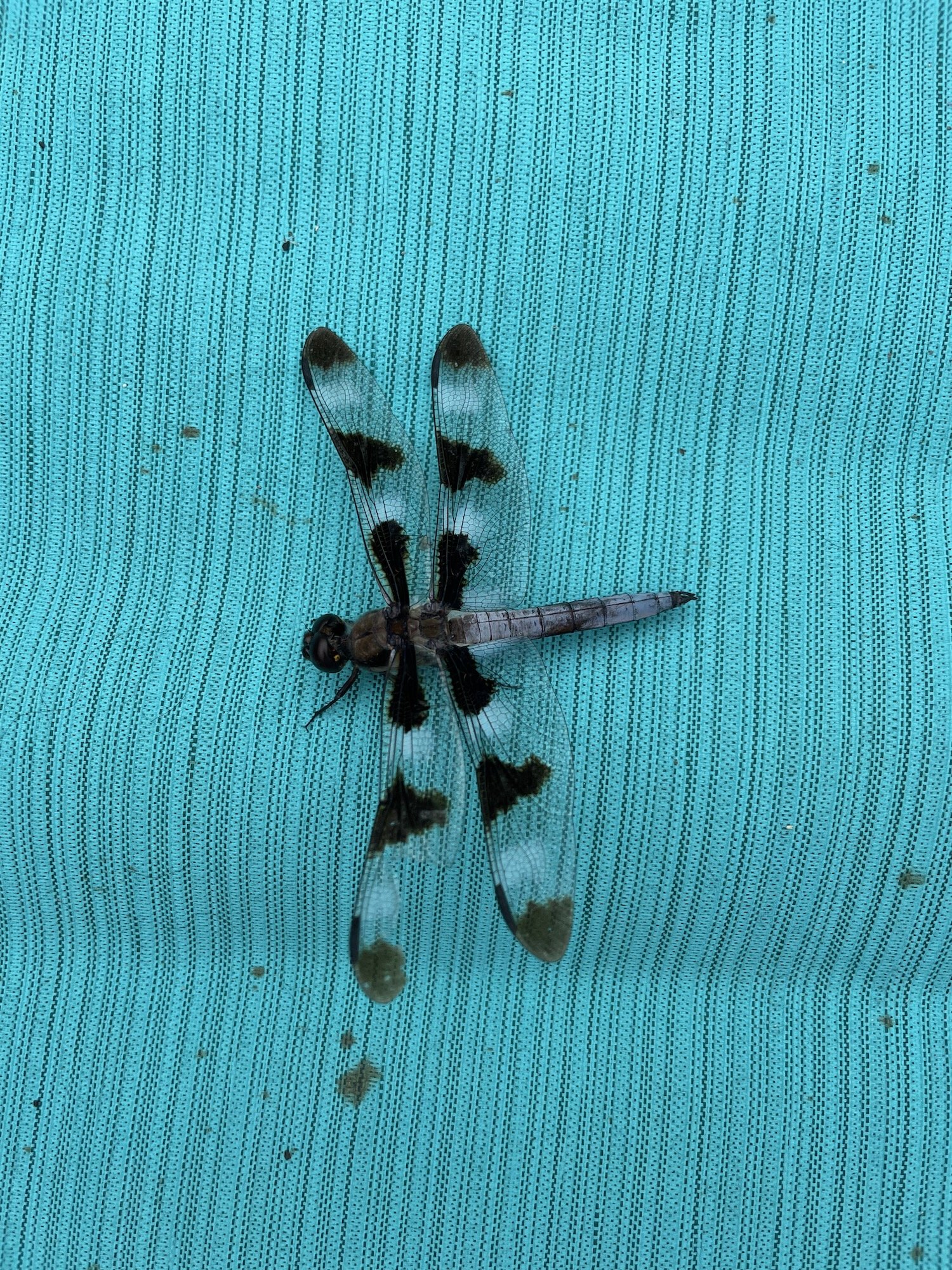 dragonfly 4.jpeg