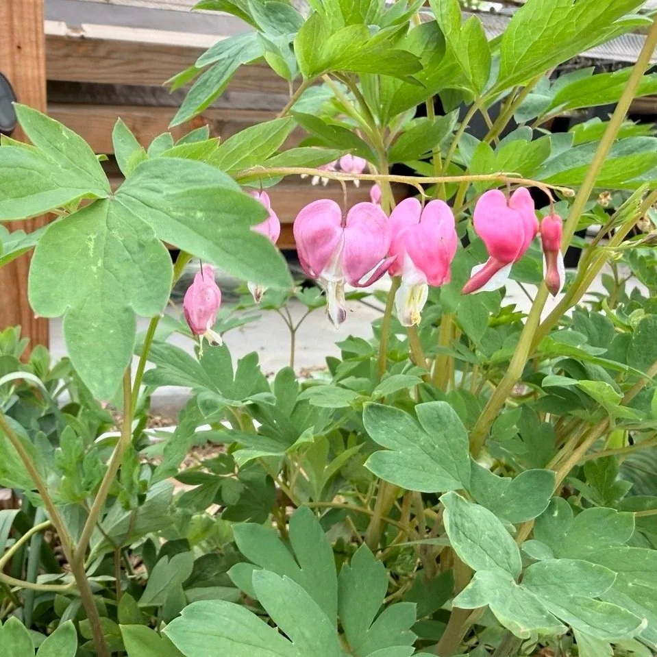 Late May Gardening Tips