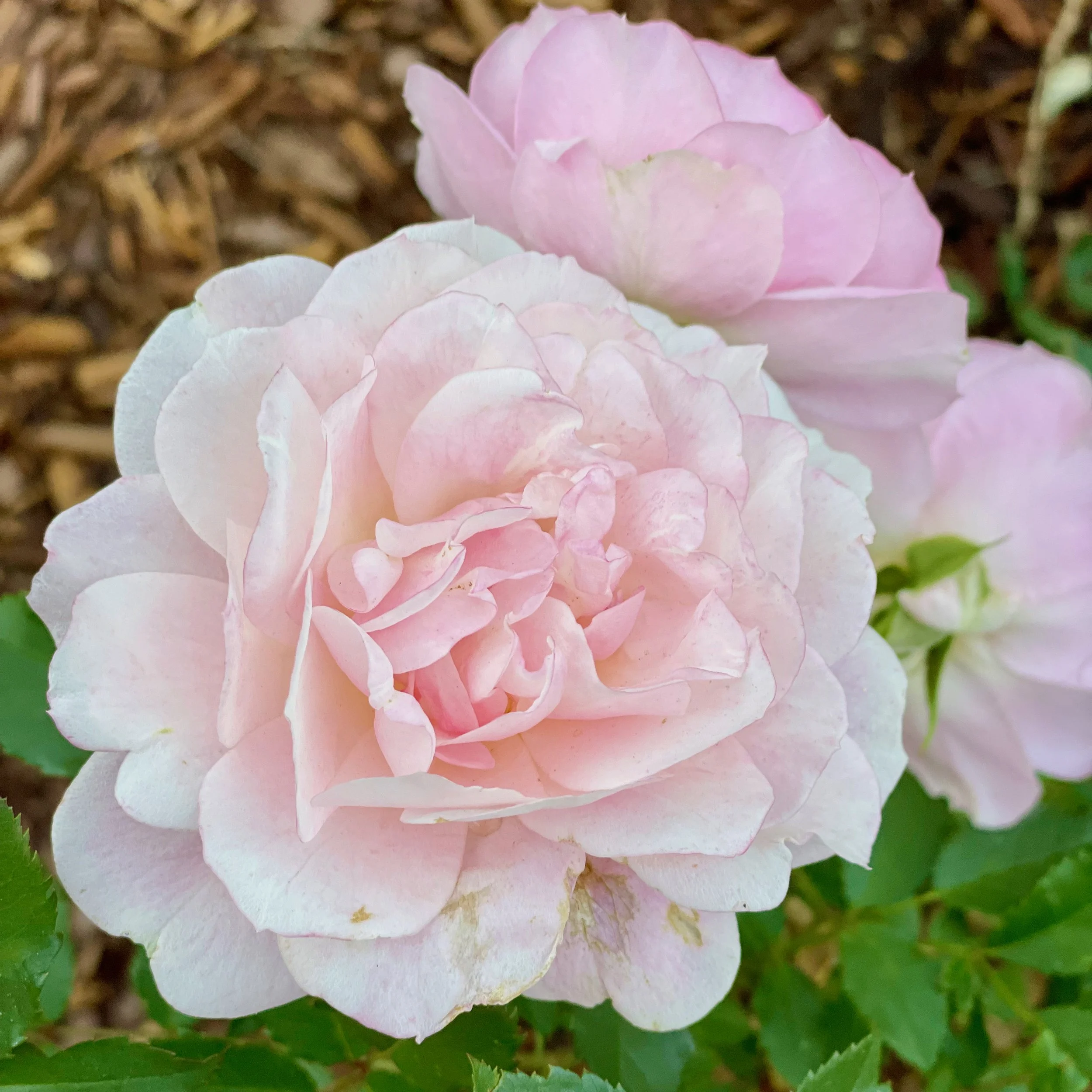 How to Grow Roses at Home: A Beginner’s Guide to Beautiful, Healthy ...