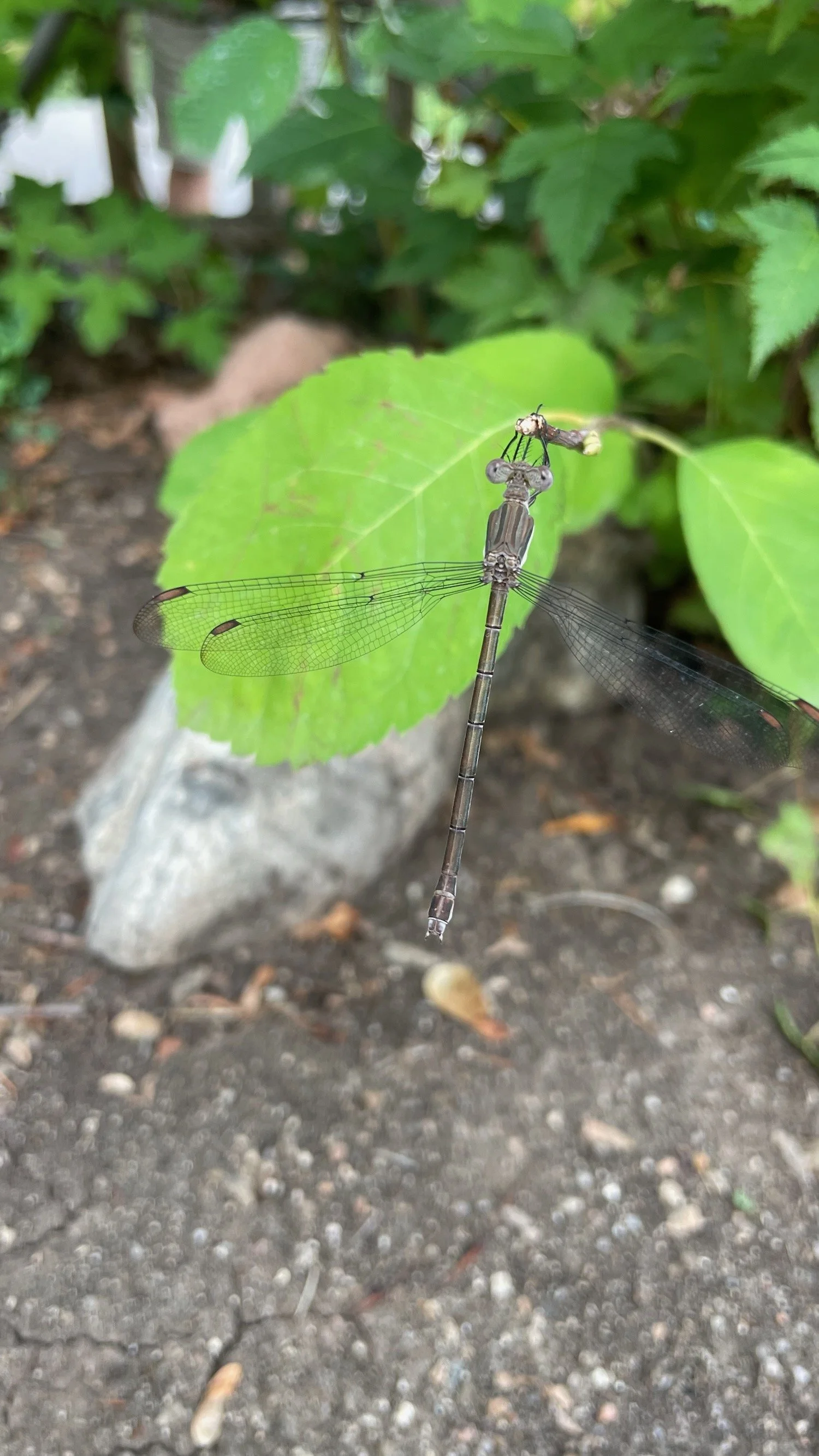 dragonfly 3.jpeg