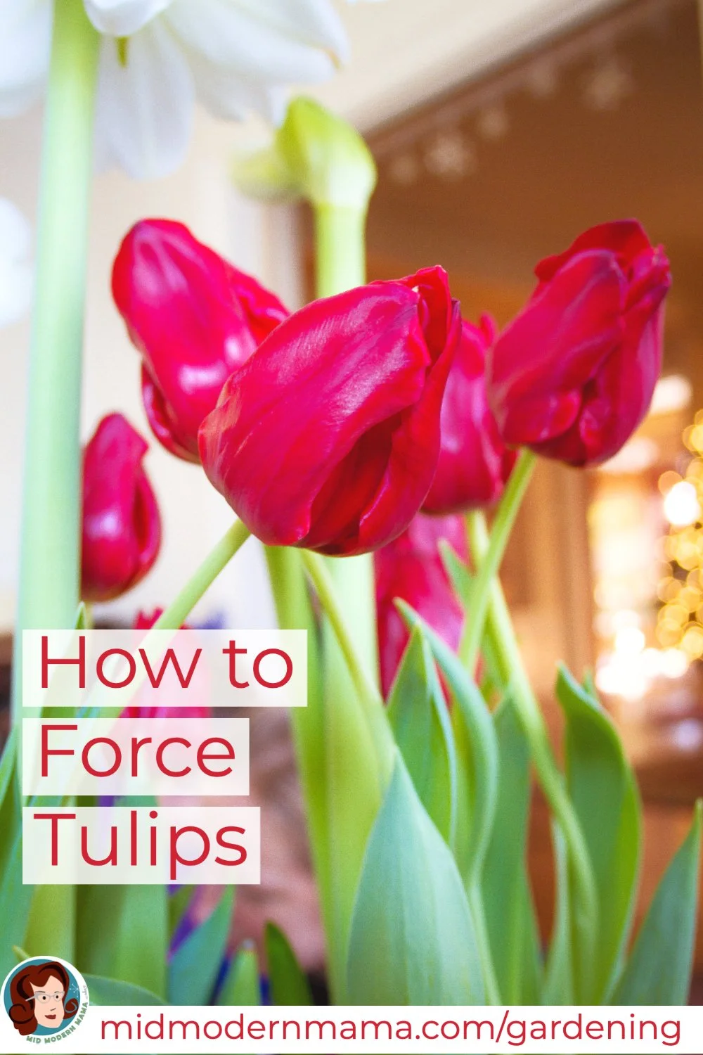 How to Force Tulips and Other Bulbs — Mid Modern Mama