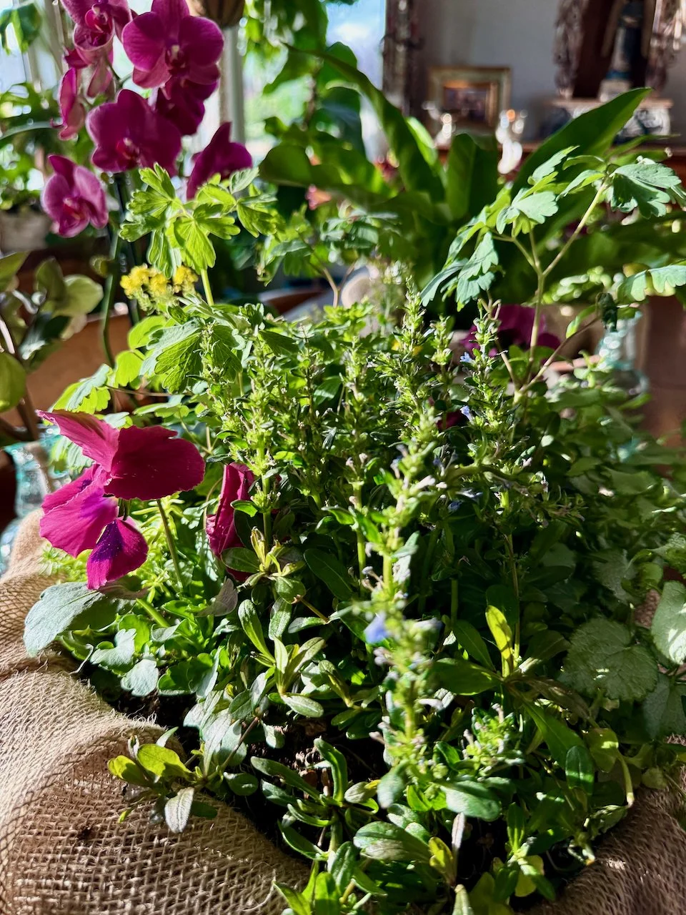 2 Spring Container Plant Recipes Using Perennials You Can Replant Later ...