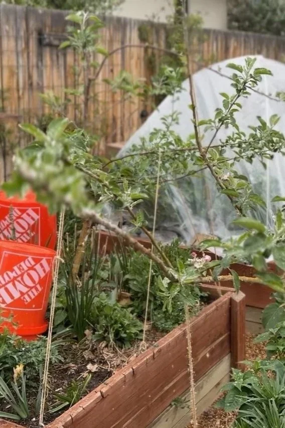 Late Spring Frost Alert: How to Save Your Garden from Freeze and Snow ...