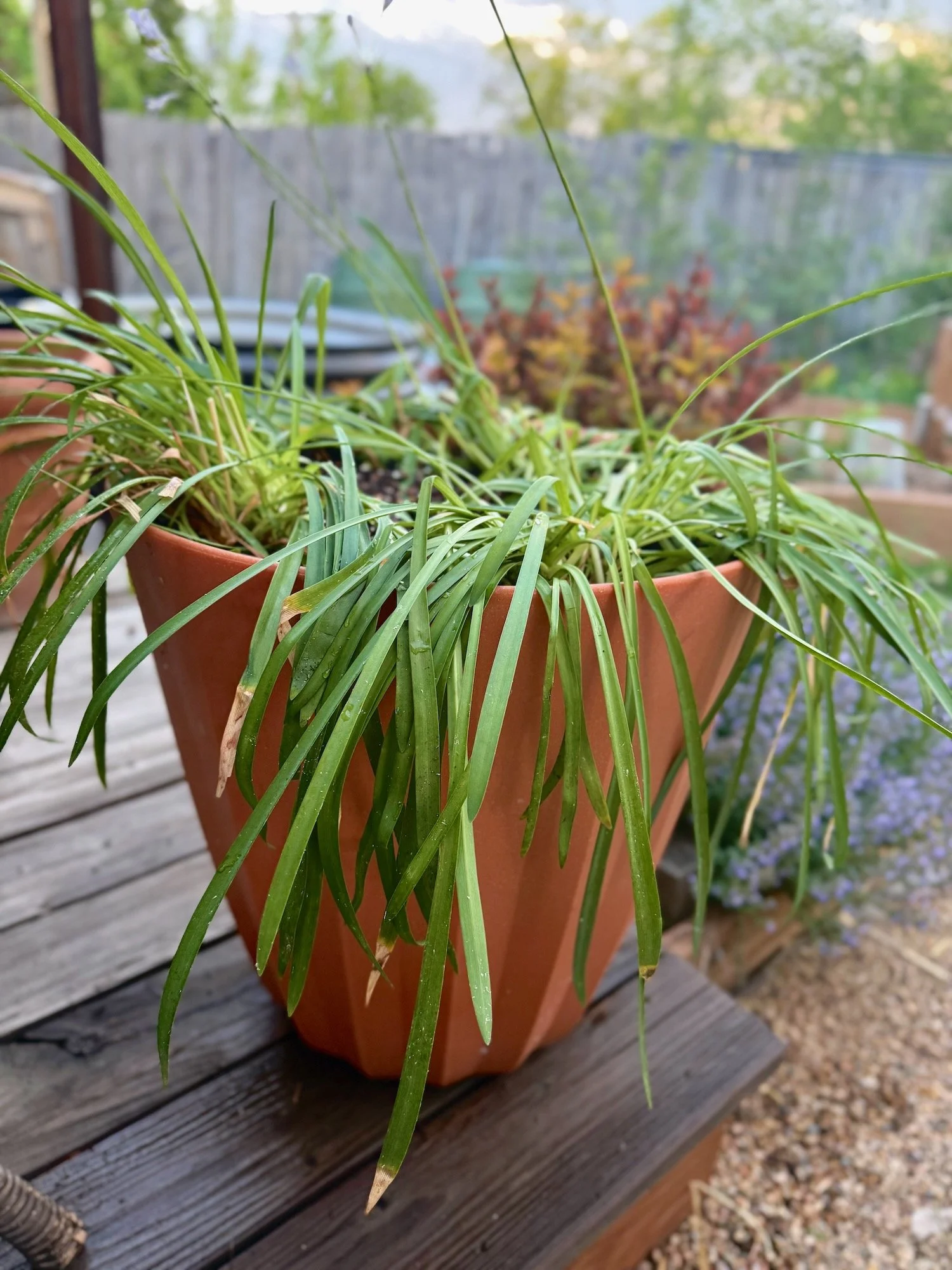 Agapanthus which is temporarily pouting