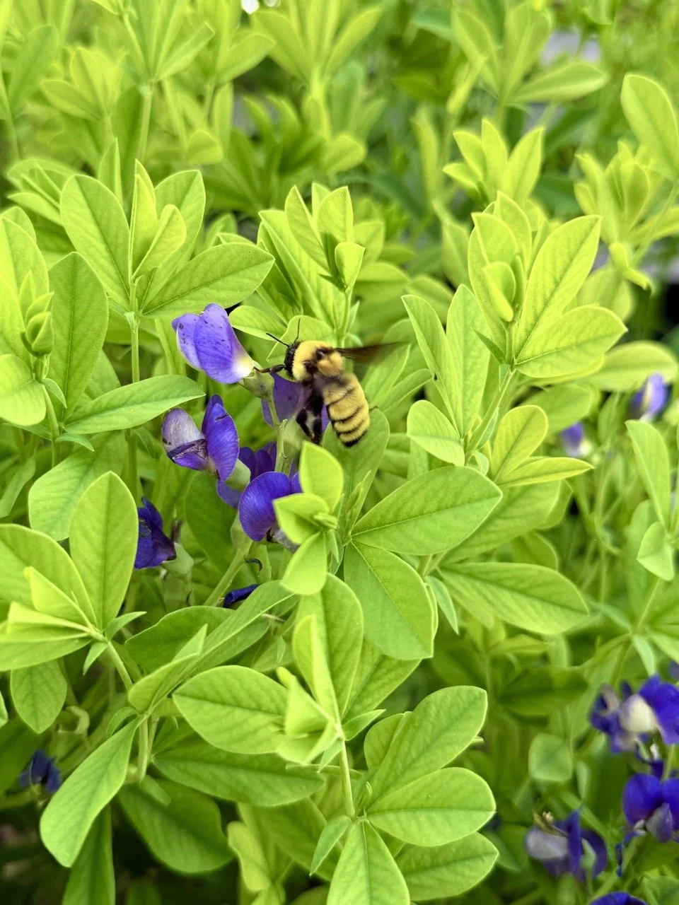 baptisia bumblebee.jpeg