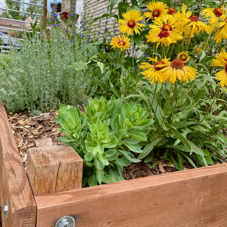 How to Make Leaf Mold — Mid Modern Mama