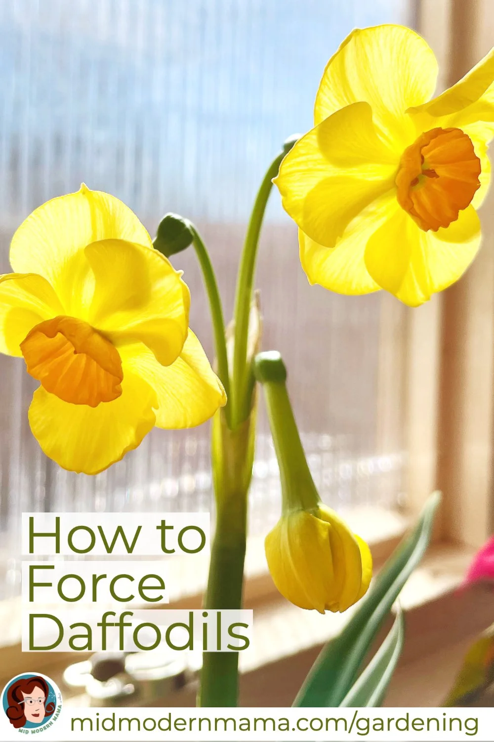 How to Force Daffodils and Hyacinths — Mid Modern Mama
