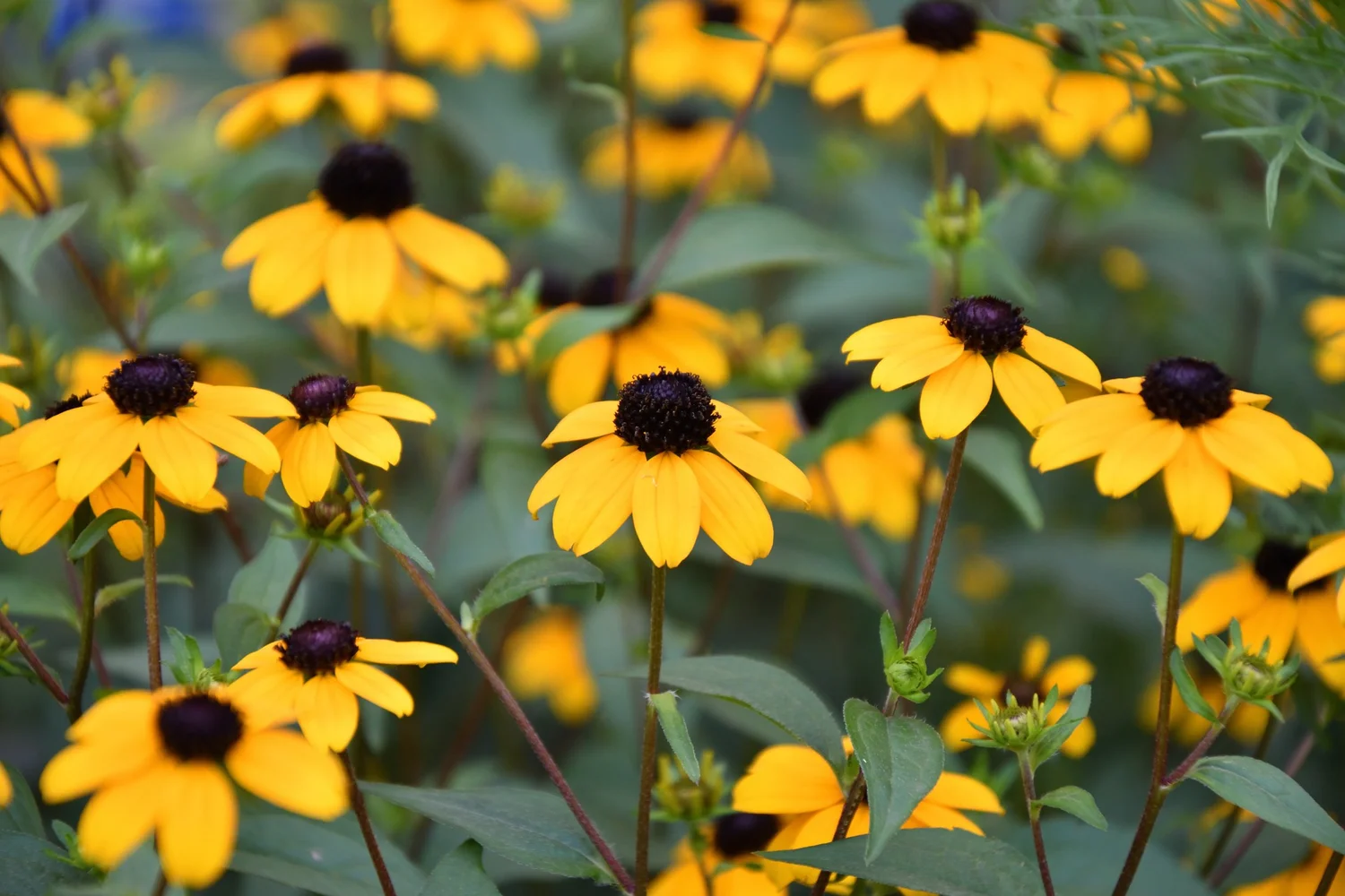 Fall Rudbeckia How to Grow Rudbeckia (Black-Eyed Susan) + Best Native Varieties for ...