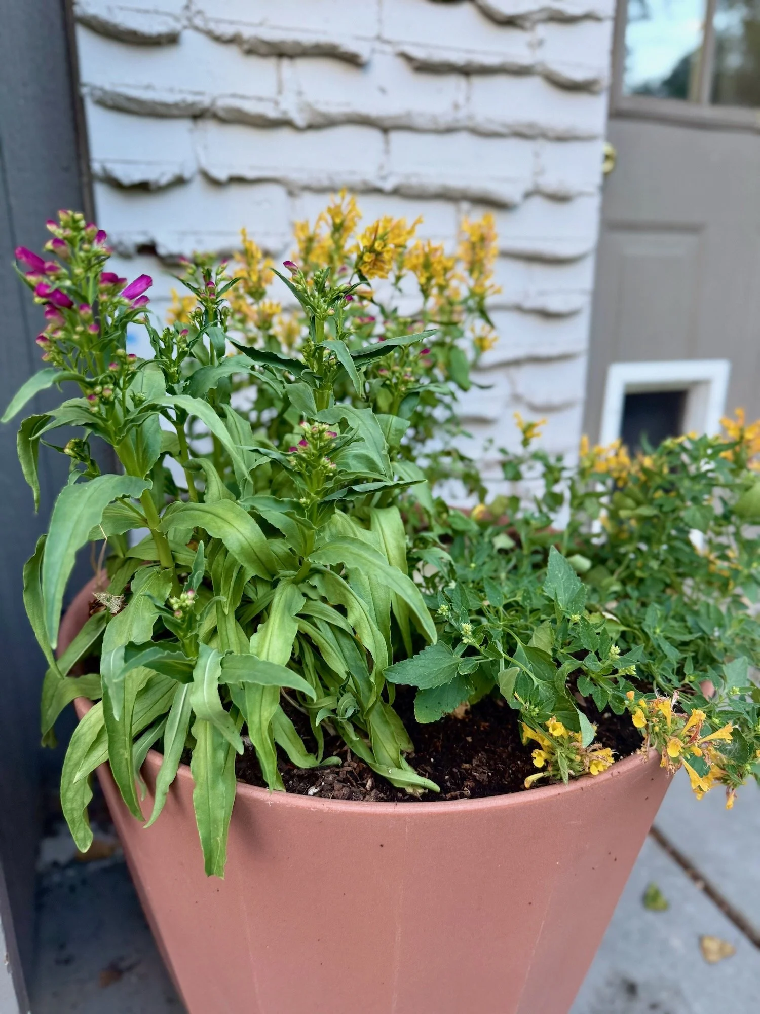 Two varieties of Agastache