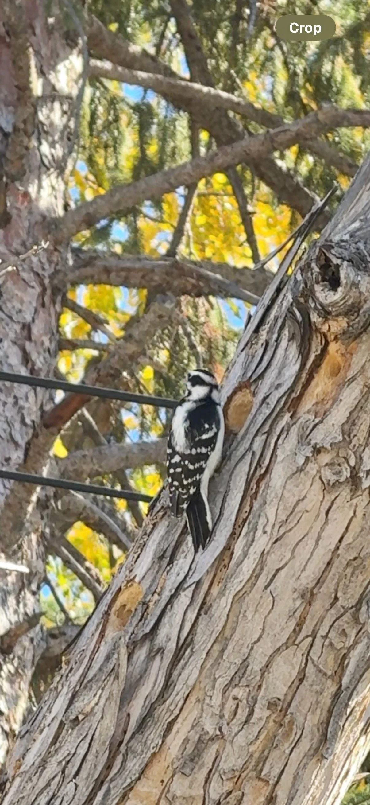 Hairy Woodpecker