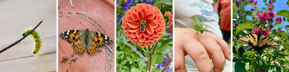 How to Plan a Wildlife Garden: Step-by-Step Guide for Creating a ...