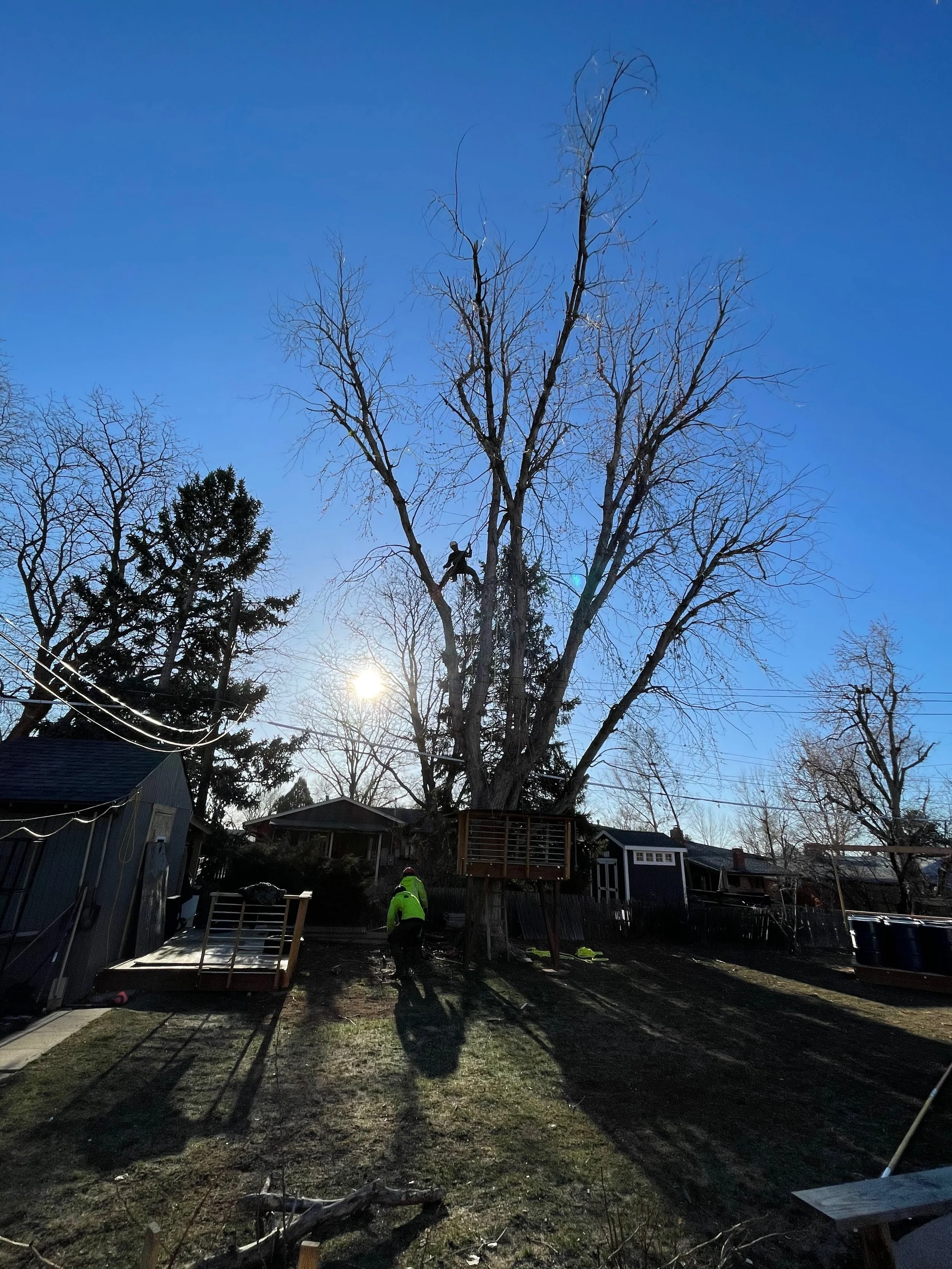 Our 70 year old Maple Tree