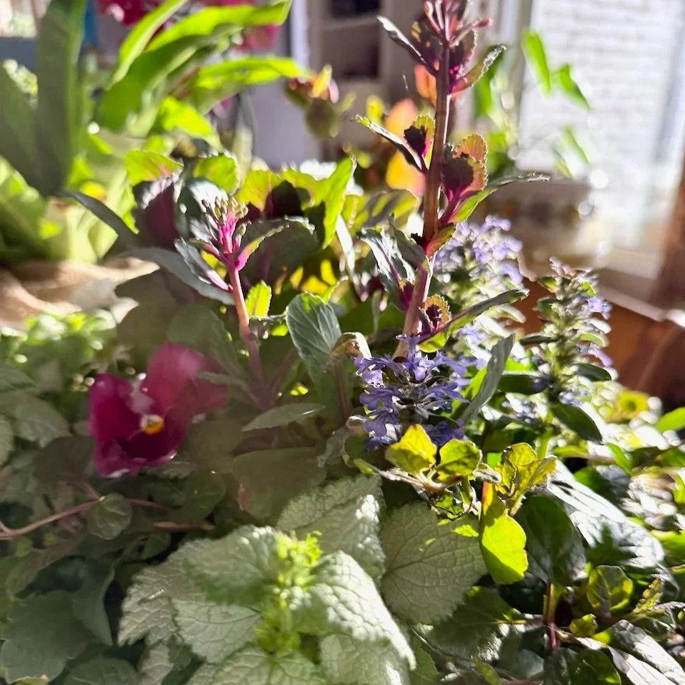 Two Perennial Spring Planter Recipes