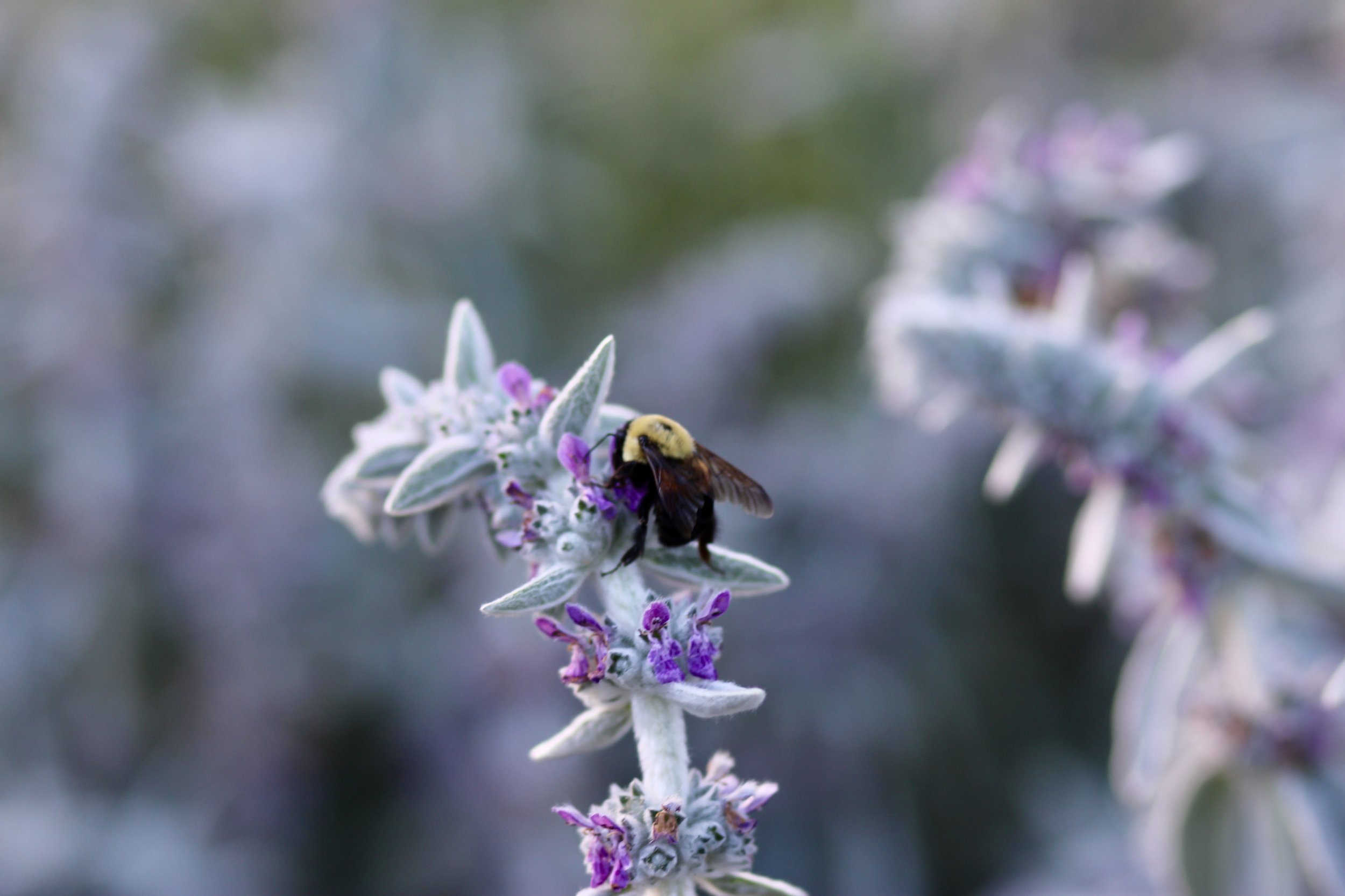 Kitchen Gardens | an Interview with Toby Musgrave