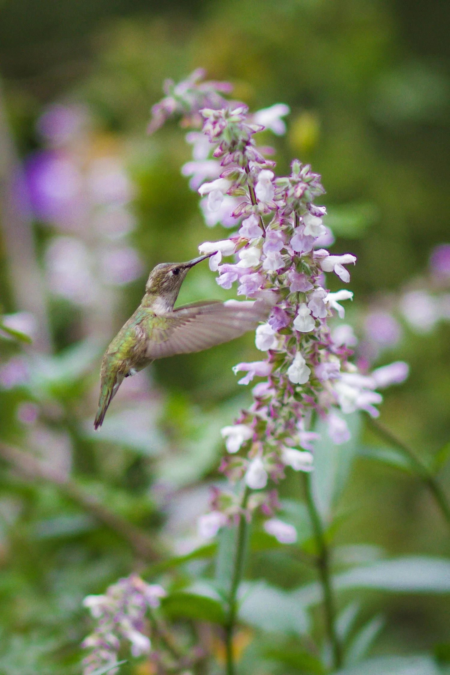 Hummingbird