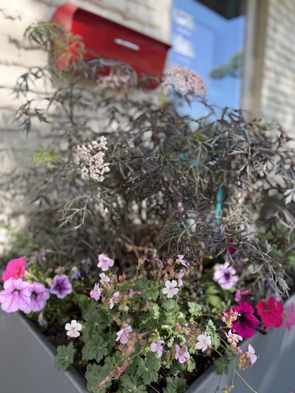 Elderberry, Petunias, and Cranebill
