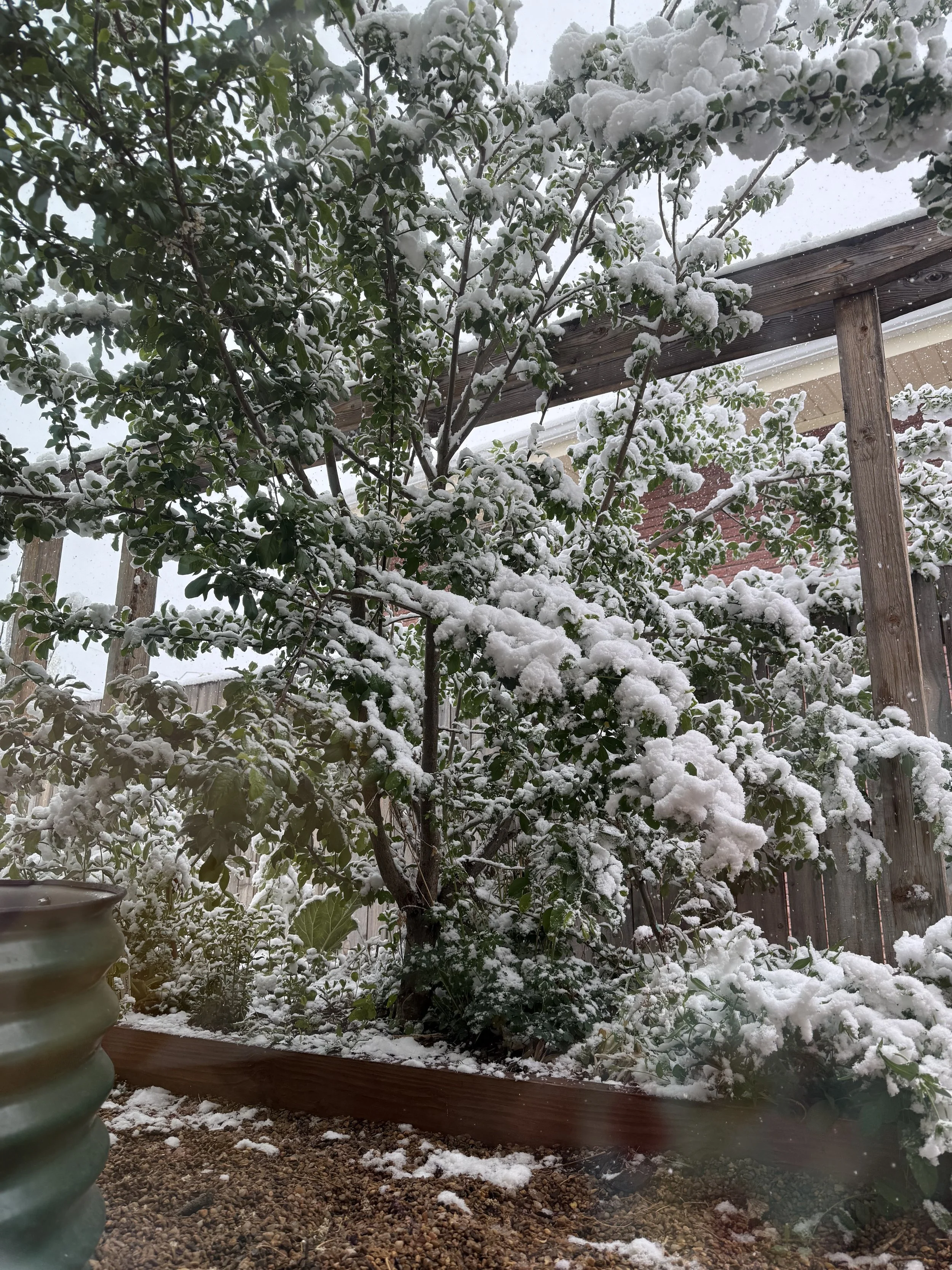 Protecting Plants from Late or Early Season Snow