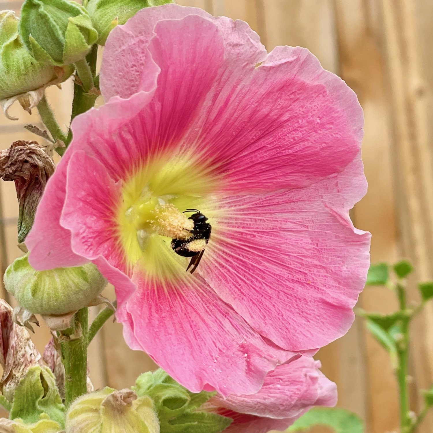bumblebee.jpeg