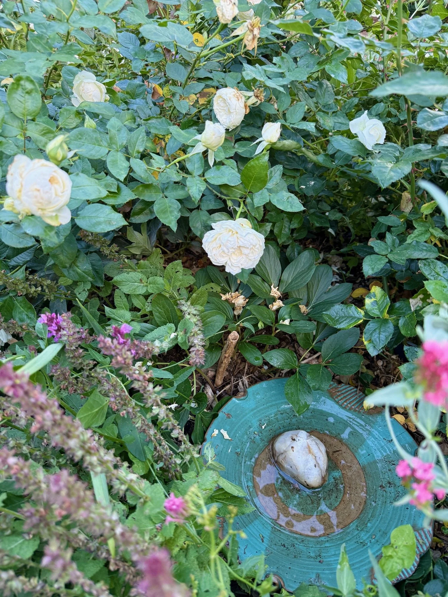 A dish of water amongst the roses
