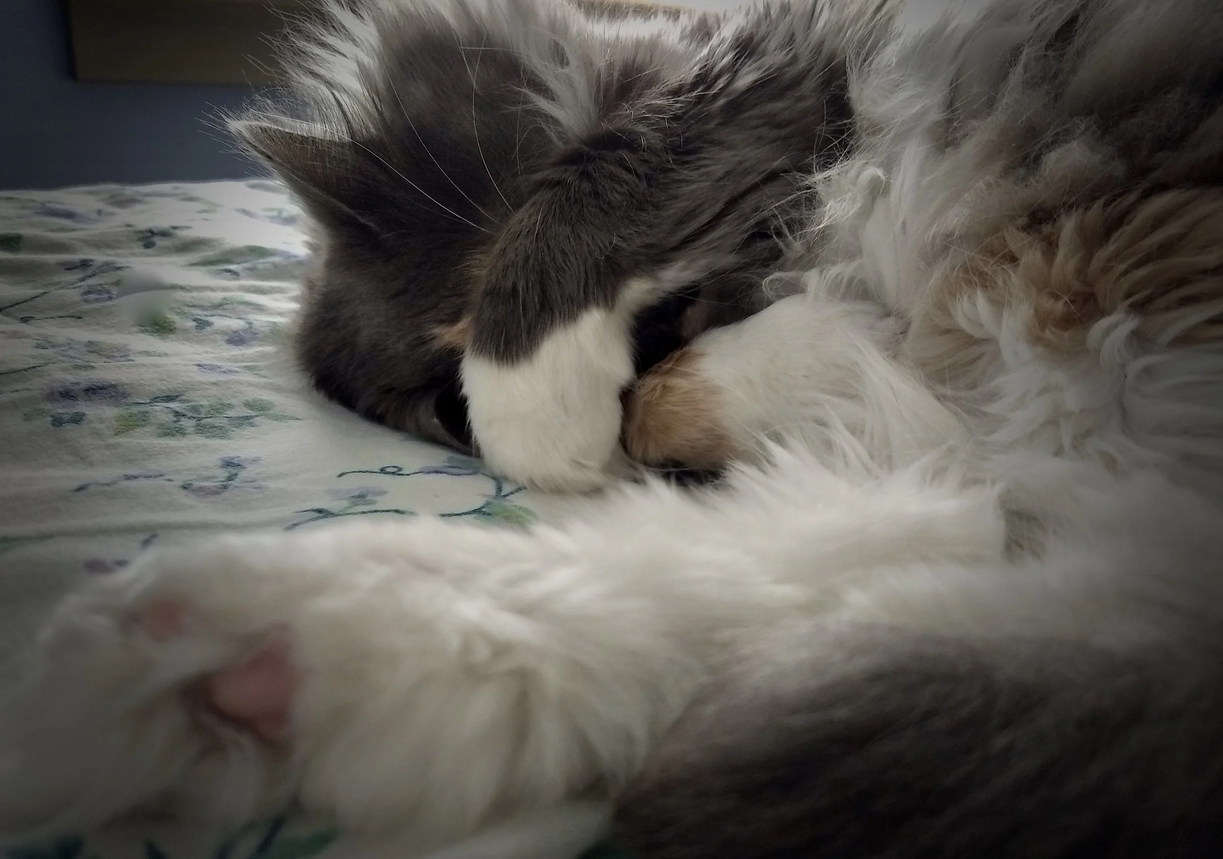 Karen the cat hiding from her responsibilities. Photo by Renée DeVoe Mertz.