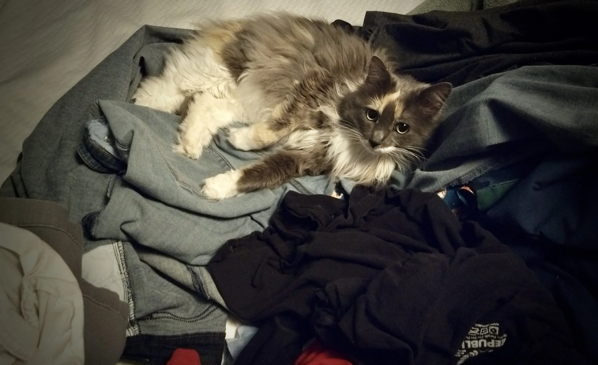 Karen the cat on a pile of unfolded laundry. Photo by Renée DeVoe Mertz.