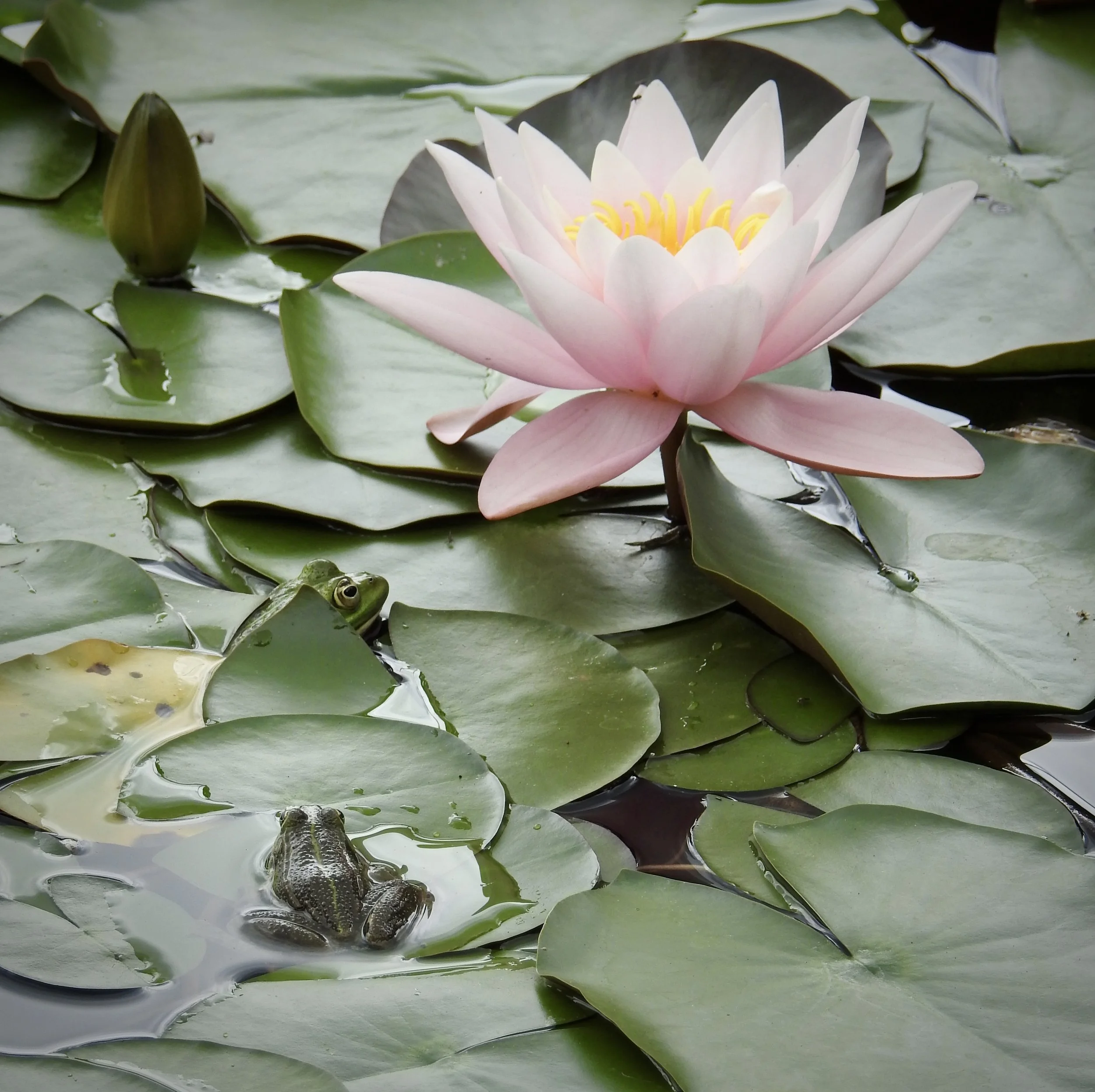 La Scarzuola is also home to dogs, cats, and, within its lotus-dotted pools, frogs. Photo by Renée DeVoe Mertz.