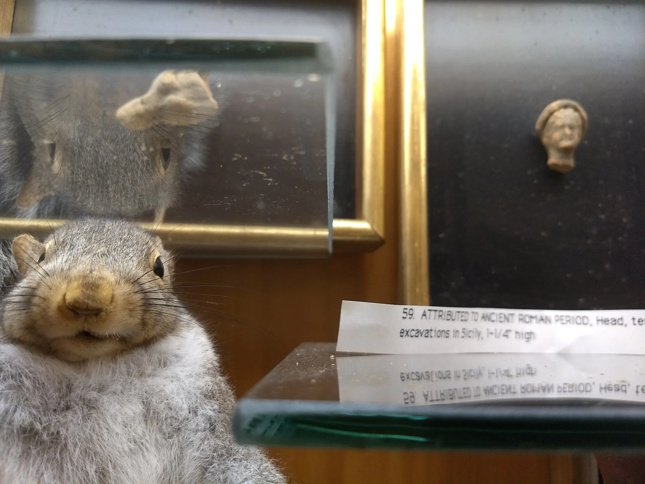Taxidermy squirrel and Roman artifacts. Golden Pioneer Museum. Golden, MO. Photo by Renée DeVoe Mertz.