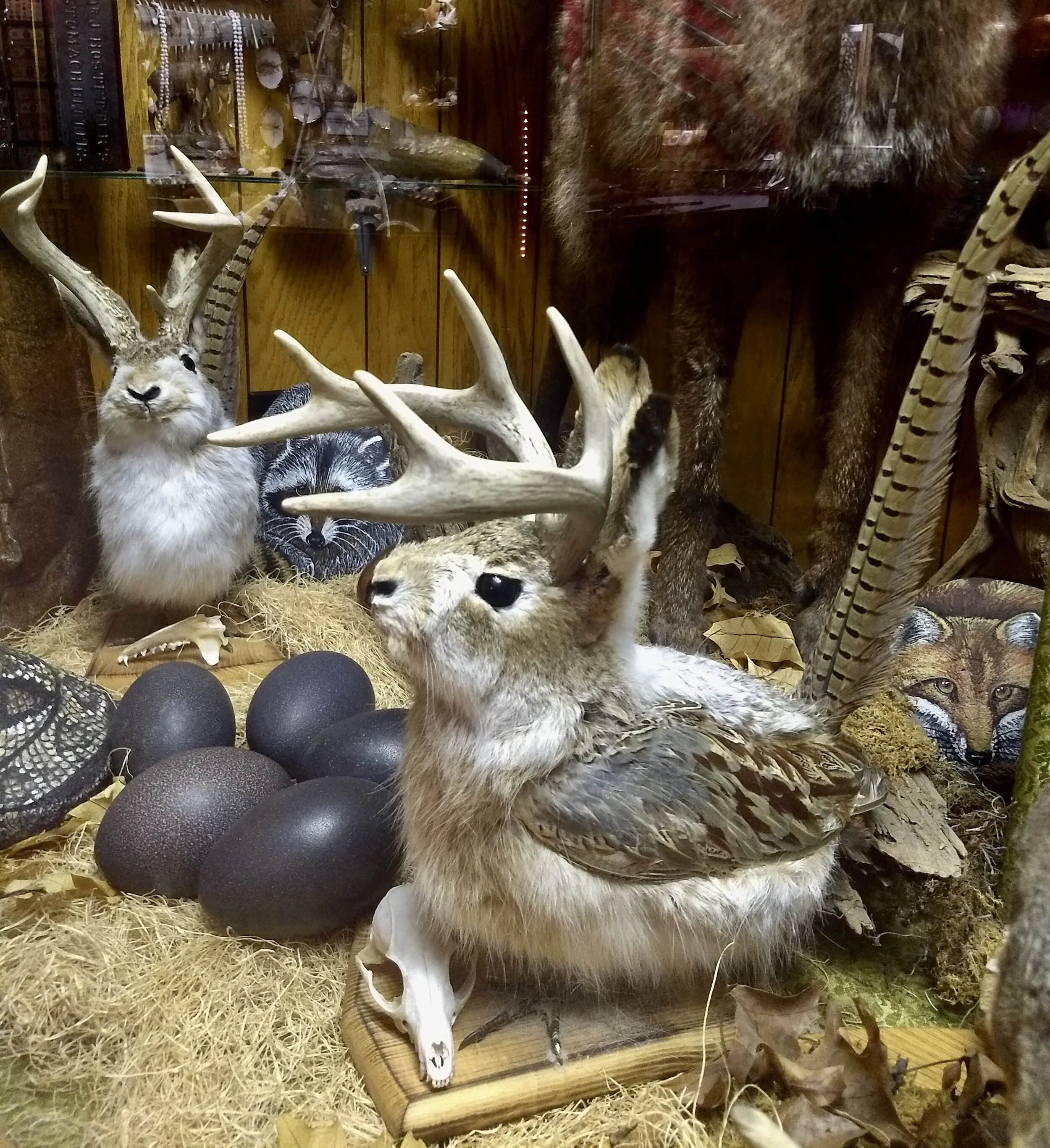 Creative taxidermy in the Golden Pioneer Museum. Golden, MO. Photo by Renée DeVoe Mertz.
