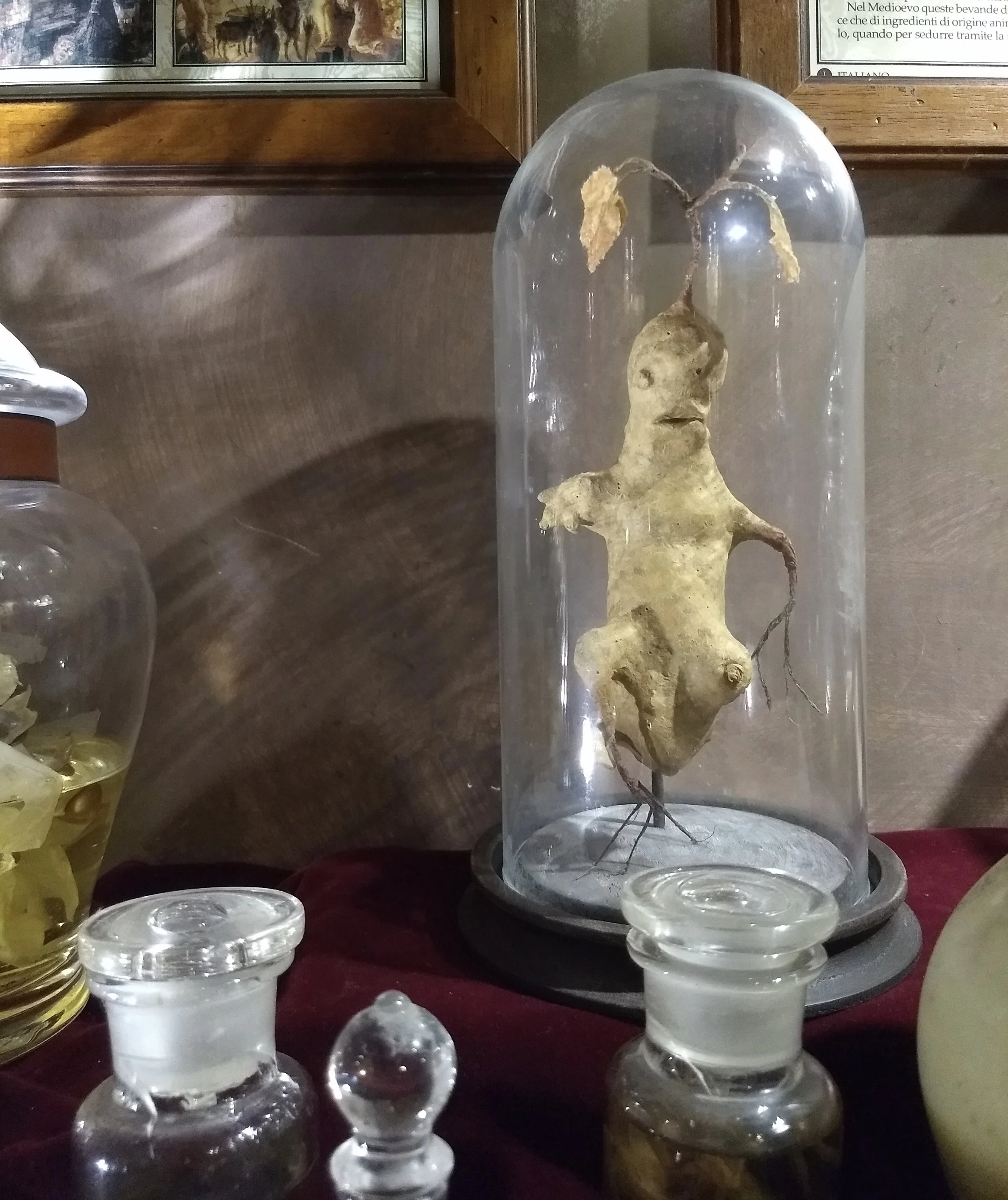 Display in the San Gimignano Museum of Torture. Photo by Renée DeVoe Mertz.