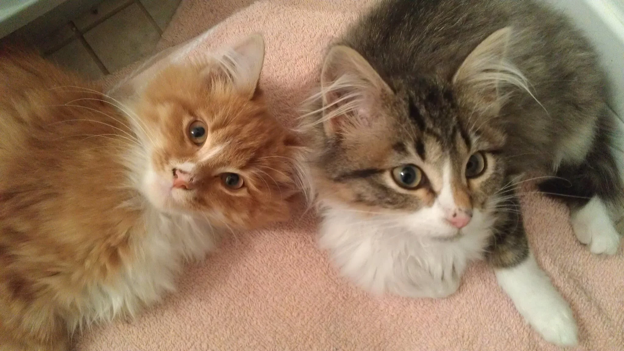 Carlos and Lora, former foster kittens from PAWS Chicago. Photo by Renée DeVoe Mertz.