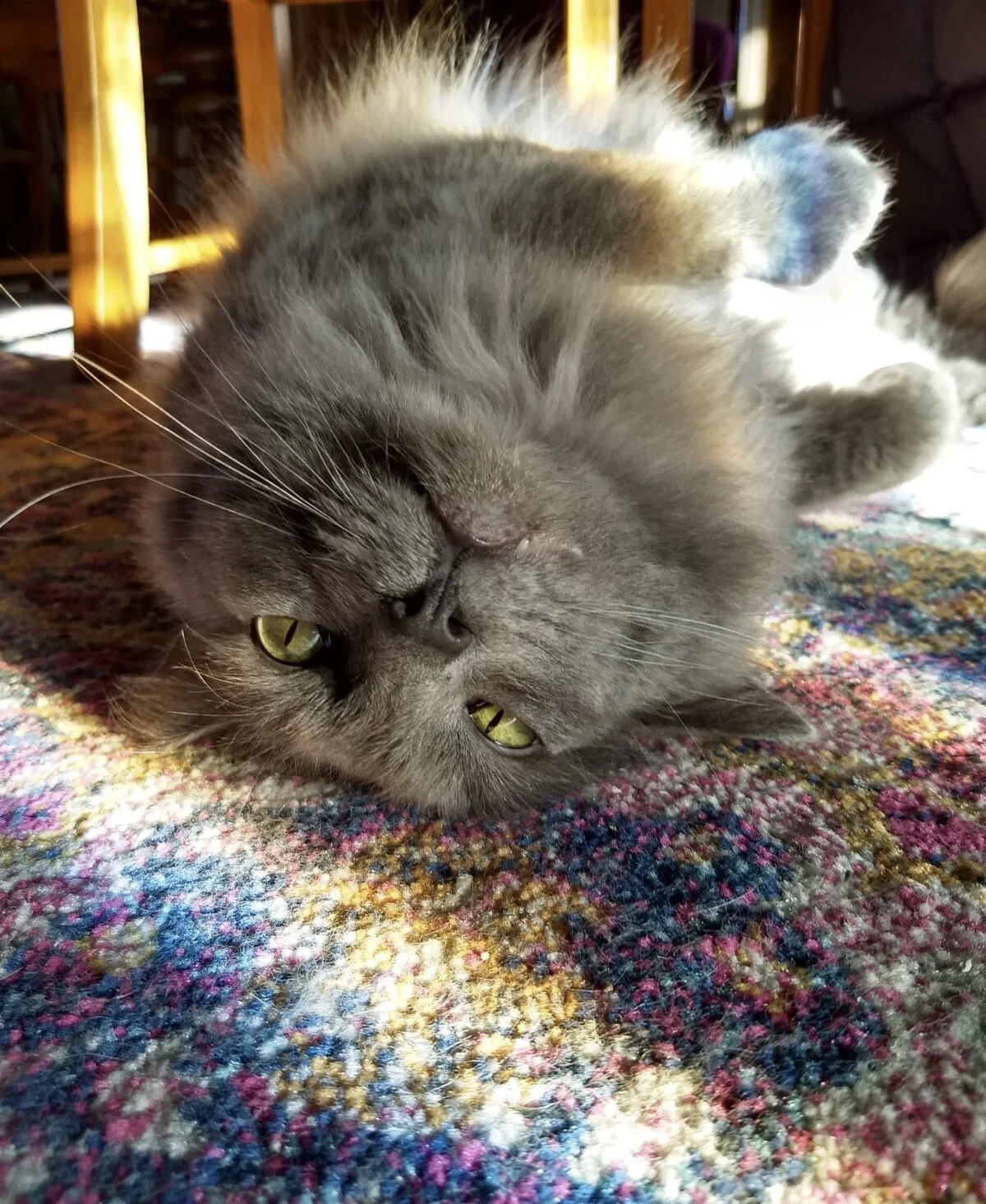 Handsome Dorian, a neighborhood-cat-turned-foster with the aid of Watching Over Whiskers in Springfield, MO. Dorian is currently with us and available for adoption. Photo by Renée DeVoe Mertz.