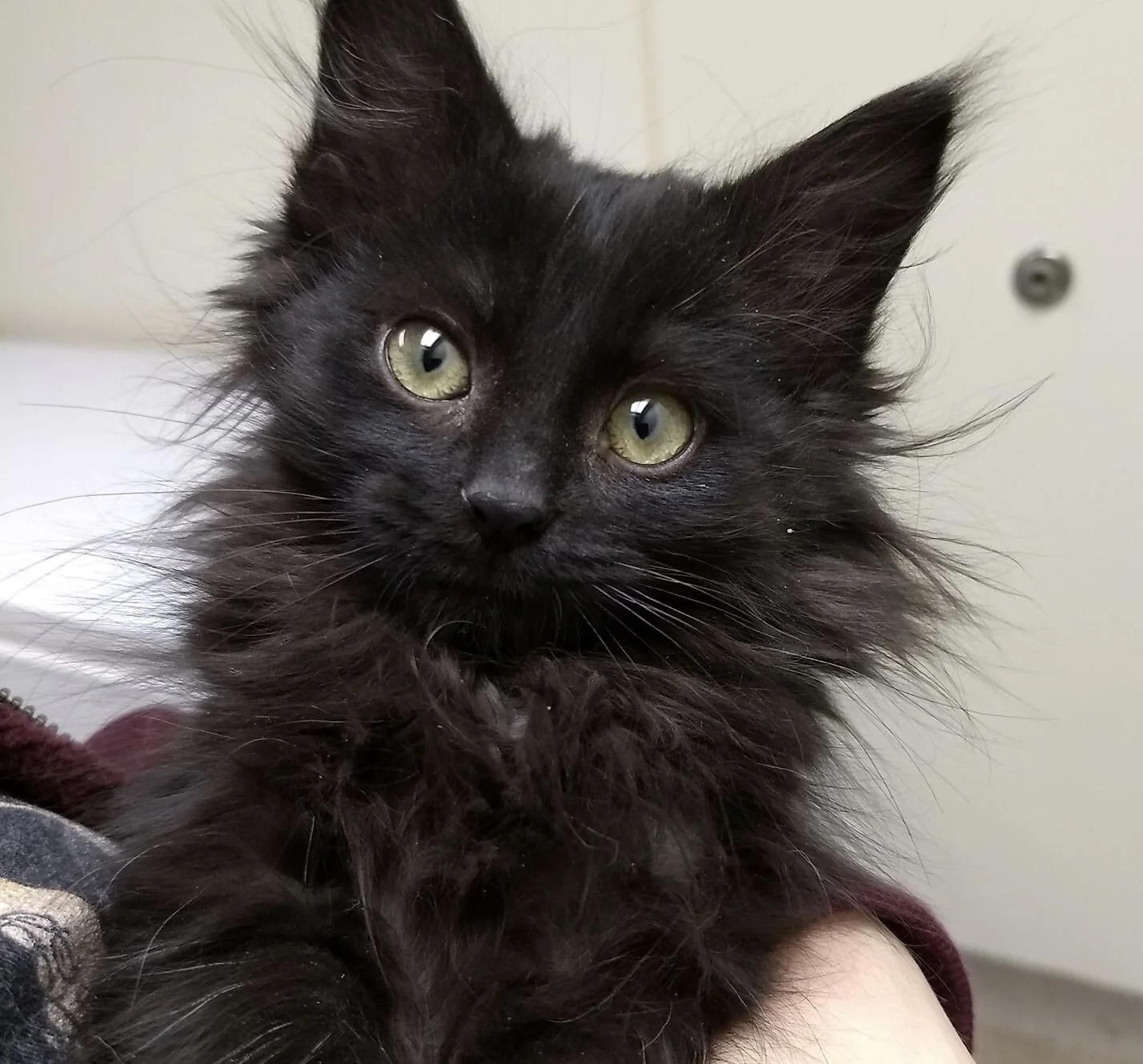 A shelter kitten at the Oshkosh Area Humane Society. Photo by Renée DeVoe Mertz.