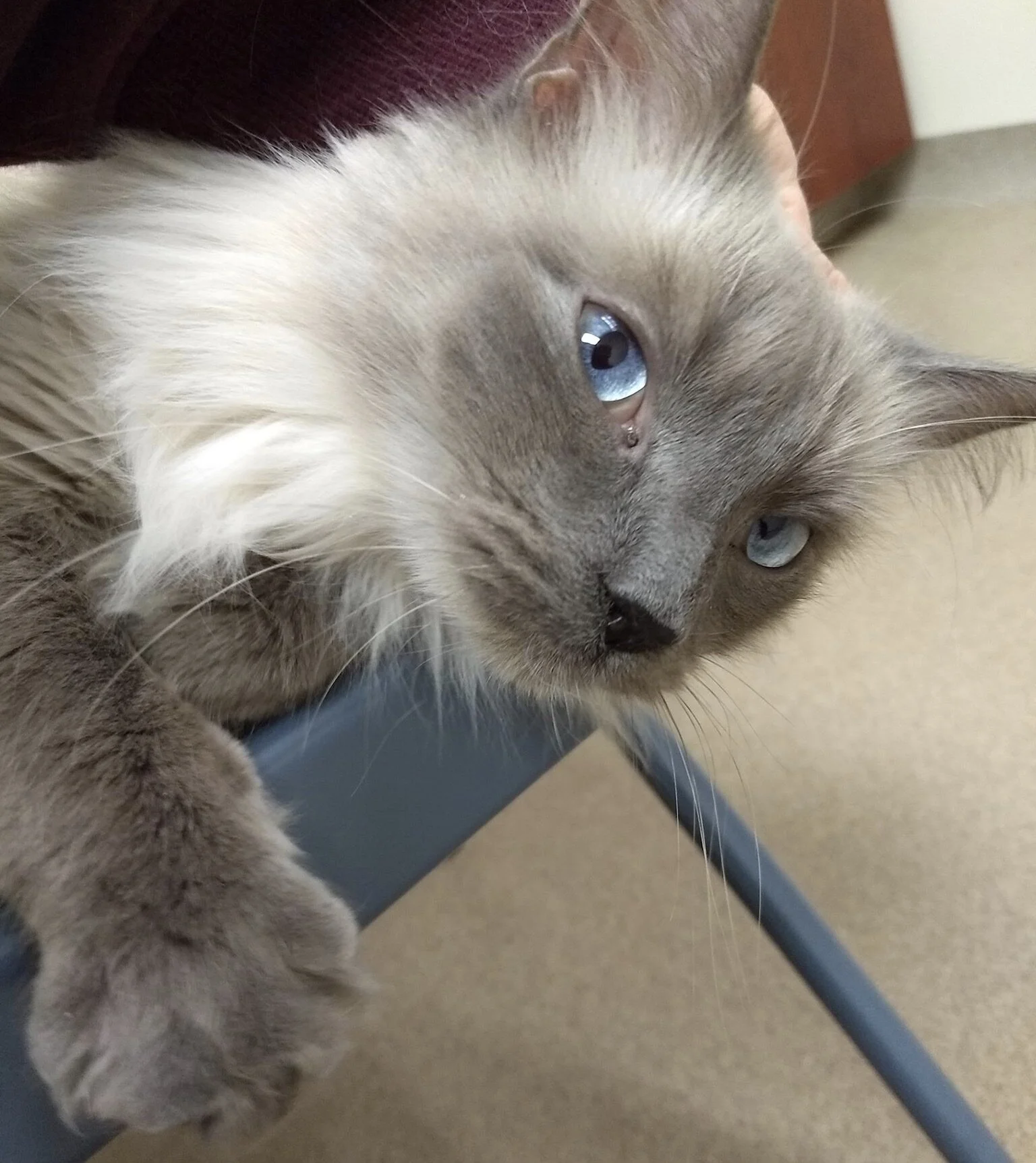 Shelter cat at the Oshkosh Area Humane Society. Photo by Renée DeVoe Mertz.