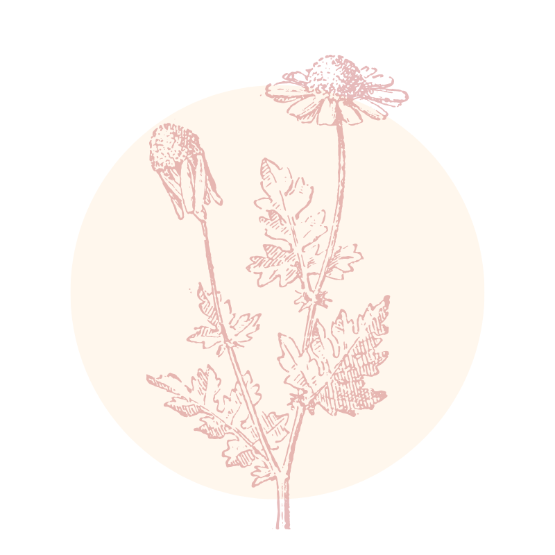 chamomile.png