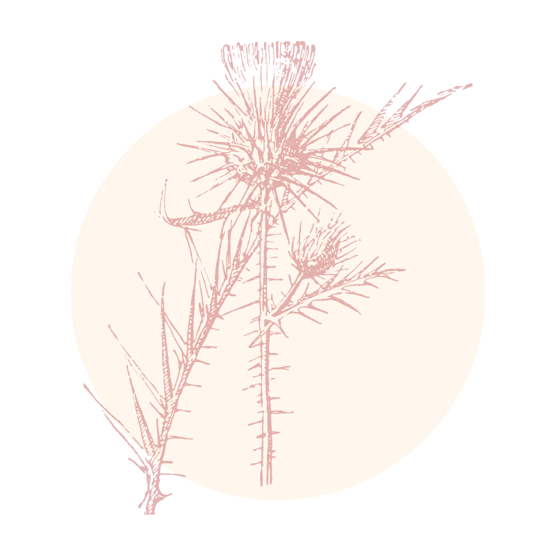 milk thistle (1).png