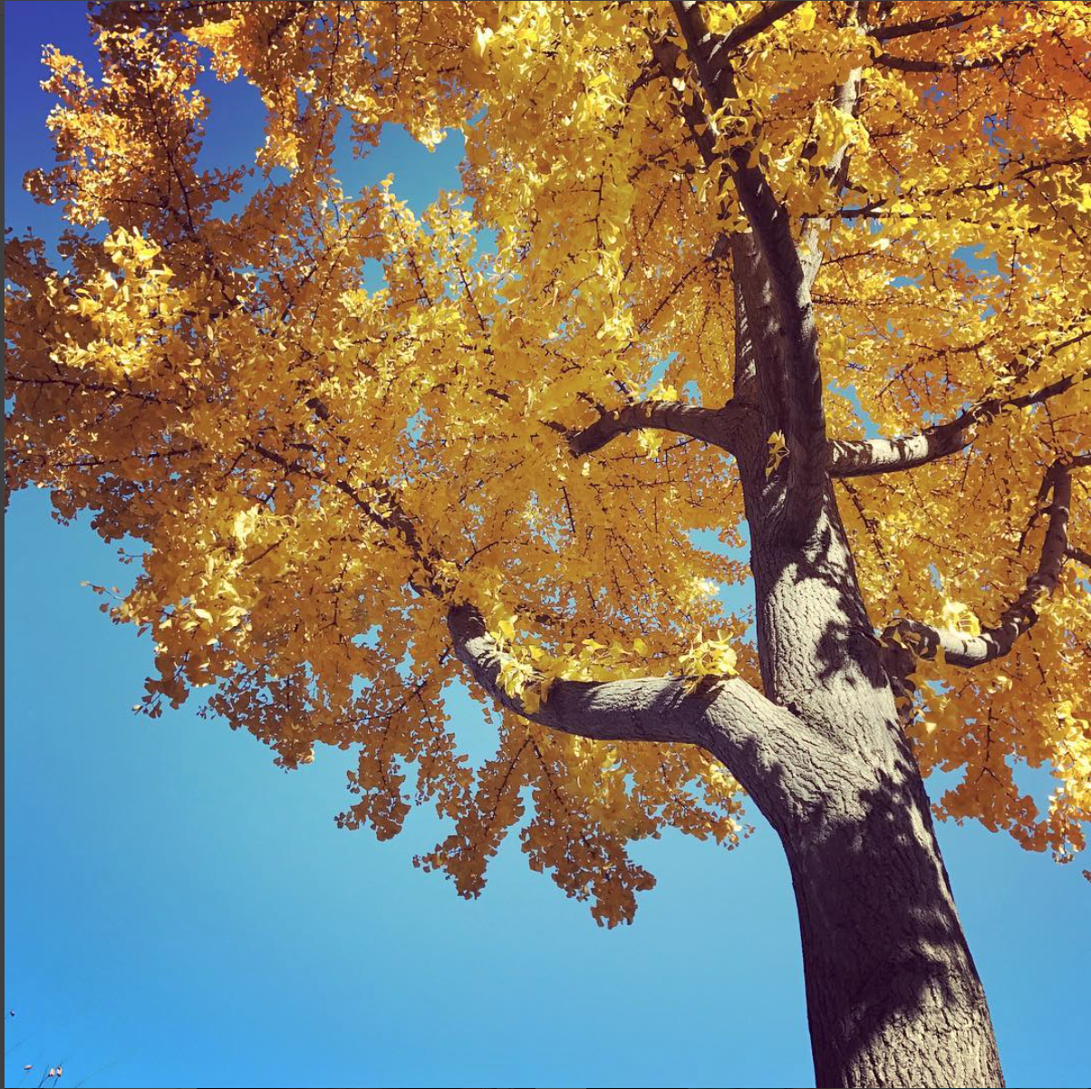 Screen Shot 2018-11-01 at 8.42.18 PM.png