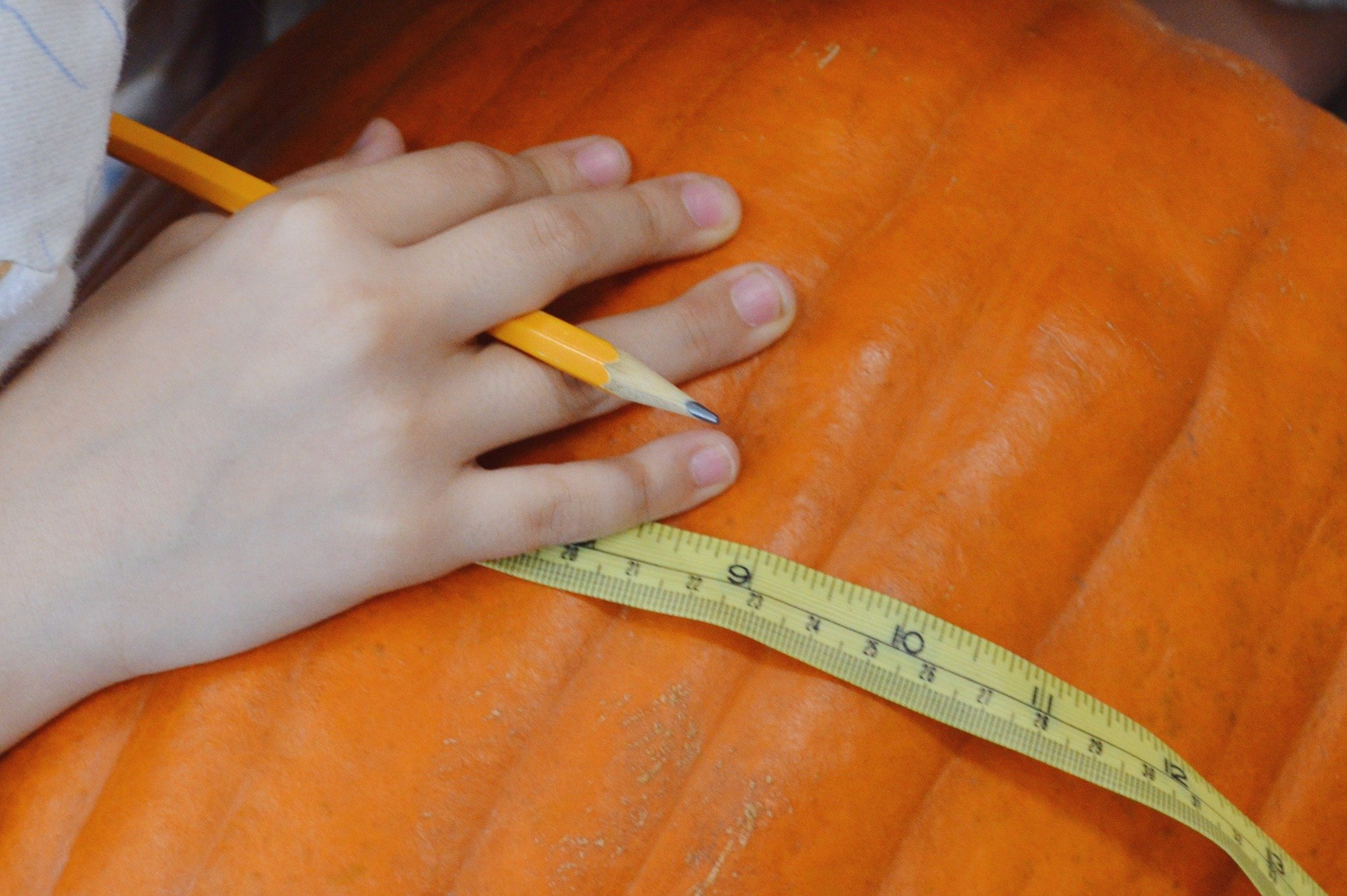 Lexi, one of our 1st and 2nd grade classroom teachers says: "We are learning about life cycles and reading the books Pumpkin Circle: The Story of a Garden and Pumpkin Jack. We started a "Pumpkin Investigation" that ended in us carving 