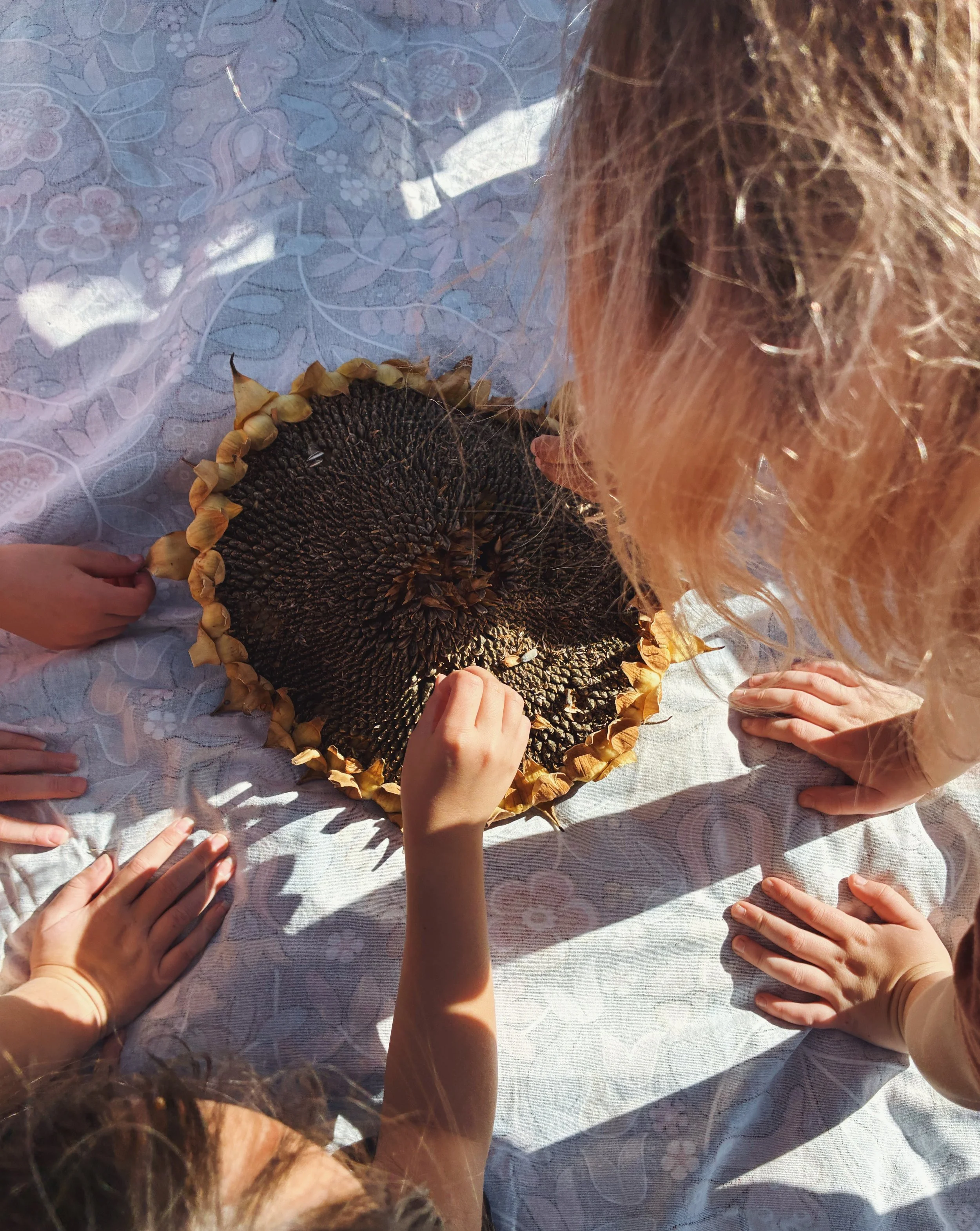 Harvesting Seeds.jpeg