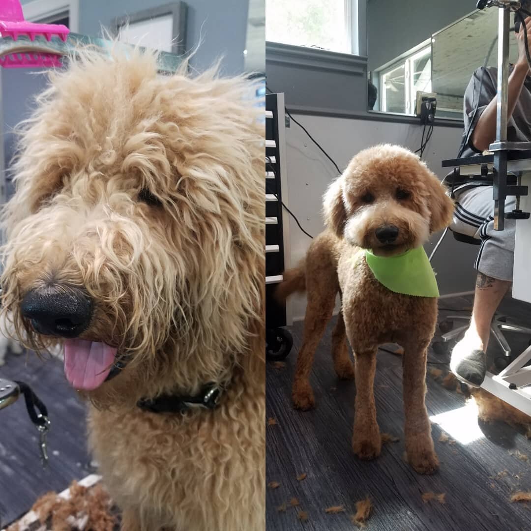 Before and after, #doggroomingbeaumonttexas