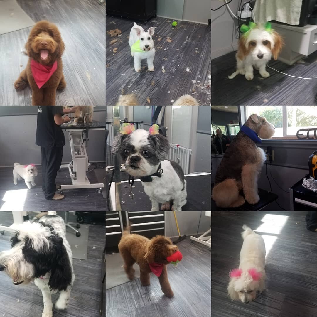 #doggroomingbeaumonttexas