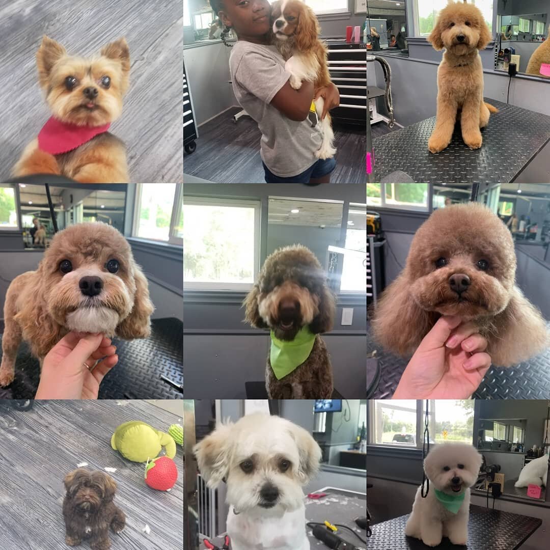 #elitepetresort Beaumont Texas #doggrooming