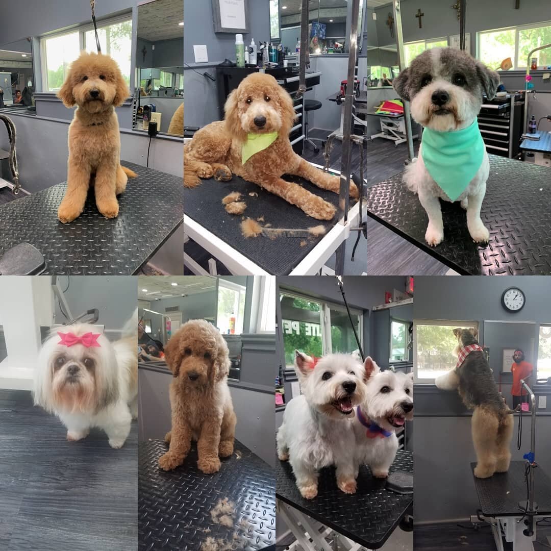 #groomingbeaumonttexas #elitepetresort #doggrooming